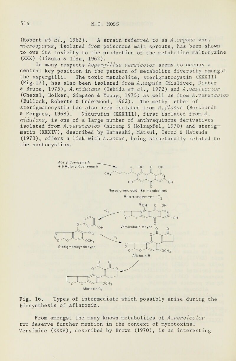 514 M.О. MOSS (Robert et al.^ 1962). A strain referred to as A.oryzae var. nrici'OspoTUSj isolated from poisonous malt sprouts, has been shown to owe its toxicity to the production of the metabolite maltoryzine (XXX) (lizuka & lida, 1962). In many respects Asperg-iltus versicolor seems to occupy a central key position in the pattern of metabolite diversity amongst the aspergini. The toxic metabolite, sterigmatocystin (XXXII) (Fig.17), has also been isolated from A.unguis (Mislivec, Dieter & Bruce, 1975), A.nidulans (Ishida et at.j 1972) and A.varieaolor (Chexal, Holker, Simpson & Young, 1975) as well as from A.versicolor (Bullock, Roberts & Underwood, 1962). The methyl ether of sterigmatocystin has also been isolated from A.flavus (Burkhardt & Forgacs, 1968). Nidurufin (XXXIII), first isolated from4. nidulanSj is one of a large number of anthraquinone derivatives isolated from A.versicolor (Aucamp & Holzapfel, 1970) and sterig- matin (XXXIV), described by Hamasaki, Matsui, Isono & Hatsuda (1973), offers a link with A.ustus, being structurally related to the austocystins. Acetyl Coenzyme A + 9 Malonyl Coenzyme A 0 OH 0 OH Norsolorinic acid like metabolites Rearrangement -C2 OH 0 OH 0 0 OH 0 Sterigmatocystin type Versicolorin В type q q 0- o-^^o Aflatoxin В Aflatoxin G| Fig. 16. Types of intermediate which possibly arise during the biosynthesis of aflatoxin. From amongst the many known metabolites of A.versicolor two deserve further mention in the context of mycotoxins. Versimide (XXXV), described by Brown (1970), is an interesting