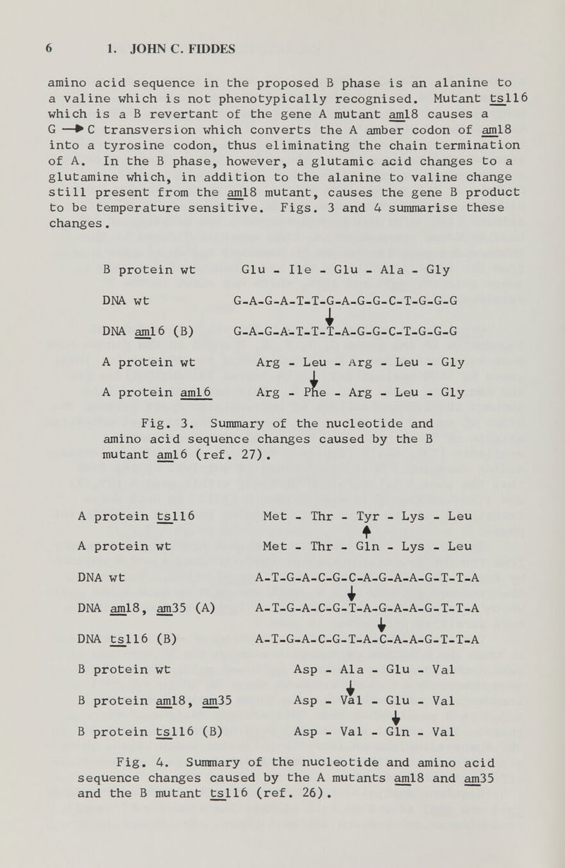 6 1. JOHN С. FIDDES amino acid sequence in the proposed В phase is an alanine to a valine which is not phenotypically recognised. Mutant tslló which is a В revertant of the gene A mutant ami8 causes a G —►с transversion which converts the A amber codon of aml8 into a tyrosine codon, thus eliminating the chain termination of A. In the В phase, however, a glutamic acid changes to a glutamine which, in addition to the alanine to valine change still present from the ami8 mutant, causes the gene В product to be temperature sensitive. Figs. 3 and 4 summarise these changes. В protein wt Glu - Ile - Glu - Ala - Gly DNA wt G-A-G-A-T-T-G-A-G-G-C-T-G-G-G i DNA aml6 (B) G-A-G-A-T-T-T-A-G-G-C-T-G-G-G A protein wt Arg - Leu - Arg - Leu - Gly A protein ami6 Arg - P^e - Arg - Leu - Gly Fig. 3. Summary of the nucleotide and amino acid sequence changes caused by the В mutant aml6 (ref. 27). Met - Thr - Tyr - Lys - Leu f Met - Thr - Gin - Lys - Leu A-T-G-A-C-G-C-A-G-A-A-G-T-T-A A-T-G-A-C-G-T-A-G-A-A-G-T-T-A A-T-G-A-C-G.T-A-C-A-A-G-T-T-A Asp - Ala - Glu - Val Asp - Val - Glu - Val Asp - Val - Gin - Val Fig, 4. Summary of the nucleotide and amino acid sequence changes caused by the A mutants ami8 and am35 and the В mutant tsll6 (ref. 26),