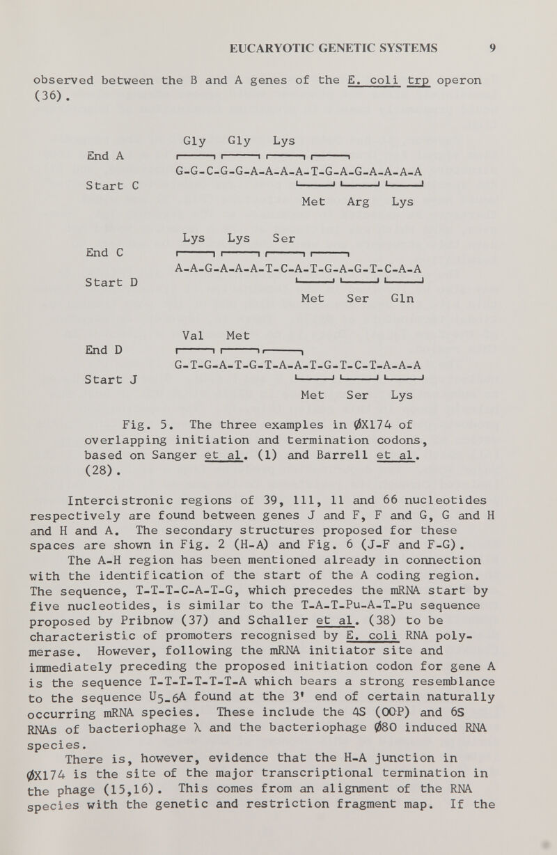 EUCARYOTIC GENETIC SYSTEMS 9 observed between the В and A genes of the E. coli trp operon (36). Gly Gly Lys End A I 1 I 1 I 1 I 1 G-G-C-G-G-A-A-A-A-T-G-A-G-A-A-A-A Start С ' ' ' > ' « Met Arg Lys Lys Lys Ser End С I I I I ( I г A-A-G-A-A-A-T-C-A-T-G-A-G-T-C-A-A Start D ' » ' ' ' ' Met Ser Gin Val Met End D I 1 I II 1 G-T-G-A-T-G-T-A-A-T-G-T-C-T-A-A-A Start J ' ' ' ' ' ' Met Ser Lys Fig. 5. The three examples in 0X174 of overlapping initiation and termination codons, based on Sanger et al. (1) and Barrel1 et al, (28). Intercistronic regions of 39, 111, 11 and 66 nucleotides respectively are found between genes J and F, F and G, G and H and H and A, The secondary structures proposed for these spaces are shown in Fig. 2 (H-A) and Fig. 6 (J-F and F-G). The A-H region has been mentioned already in connection with the identification of the start of the A coding region. The sequence, T-T-T-C-A-T-G, which precedes the mRNA start by five nucleotides, is similar to the T-A-T-Pu-A-T-Pu sequence proposed by Pribnow (37) and Schaller et al. (38) to be characteristic of promoters recognised by E. coli RNA poly¬ merase. However, following the mRNA initiator site and immediately preceding the proposed initiation codon for gene A is the sequence T-T-T-T-T-T-A which bears a strong resemblance to the sequence U5_6A found at the 3' end of certain naturally occurring mRNA species. These include the 4S (OOP) and 6S RNAs of bacteriophage X and the bacteriophage 080 induced RNA species. There is, however, evidence that the H-A junction in 0X174 is the site of the major transcriptional termination in the phage (15,16), This comes from an alignment of the RNA species with the genetic and restriction fragment map. If the