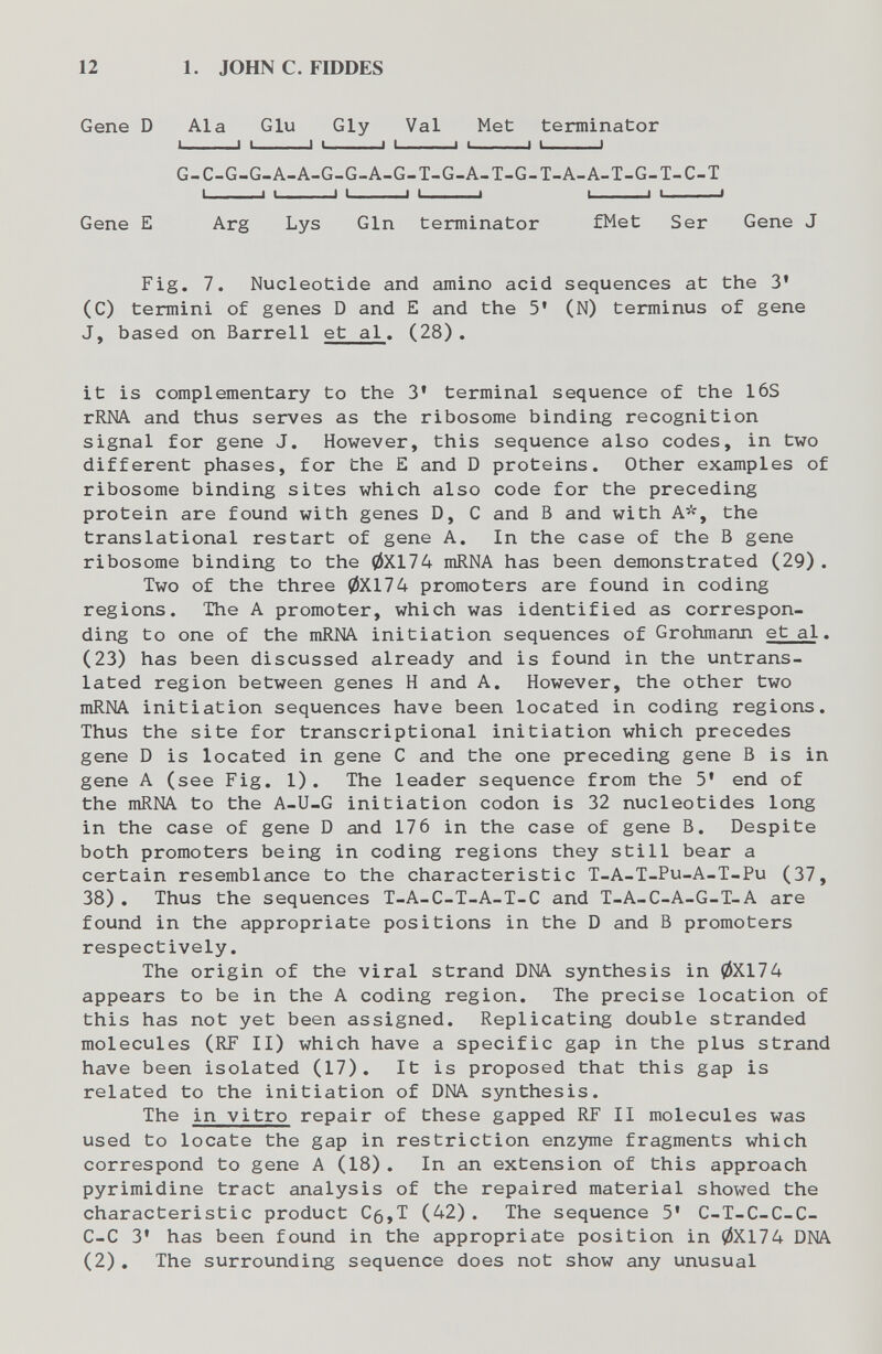 12 1. JOHN С. FIDDES Gene D Ala Glu Gly Val Met terminator I I I 1 I I I I I I i I G-C-G-G-A-A-G-G-A-G-T-G-A-T-G-T-A-A-T-G-T-C-T I I ■ ' I I I I I I I 1 Gene E Arg Lys Gin terminator fMet Ser Gene J Fig. 7. Nucleotide and amino acid sequences at the 3' (C) termini of genes D and E and the 5' (N) terminus of gene J, based on Barrell et al. (28). it is complementary to the 3' terminal sequence of the 16S rRNA and thus serves as the ribosome binding recognition signal for gene J. However, this sequence also codes, in two different phases, for the E and D proteins. Other examples of ribosome binding sites which also code for the preceding protein are found with genes D, С and В and with A, the translational restart of gene A. In the case of the В gene ribosome binding to the 0X174 mRNA has been demonstrated (29). Two of the three 0X174 promoters are found in coding regions. The A promoter, which was identified as correspon¬ ding to one of the mRNA initiation sequences of Grohmann et al. (23) has been discussed already and is found in the untrans¬ lated region between genes H and A. However, the other two mRNA initiation sequences have been located in coding regions. Thus the site for transcriptional initiation which precedes gene D is located in gene С and the one preceding gene В is in gene A (see Fig. 1). The leader sequence from the 5' end of the mRNA to the A-U-G initiation codon is 32 nucleotides long in the case of gene D and 17 6 in the case of gene B. Despite both promoters being in coding regions they still bear a certain resemblance to the characteristic T-A-T-Pu-A-T-Pu (37, 38). Thus the sequences T-A-C-T-A-T-C and T-A-C-A-G-T-A are found in the appropriate positions in the D and В promoters respectively. The origin of the viral strand DNA synthesis in 0X174 appears to be in the A coding region. The precise location of this has not yet been assigned. Replicating double stranded molecules (RF II) which have a specific gap in the plus strand have been isolated (17). It is proposed that this gap is related to the initiation of DNA synthesis. The in vitro repair of these gapped RF II molecules was used to locate the gap in restriction enzyme fragments which correspond to gene A (18) . In an extension of this approach pyrimidine tract analysis of the repaired material showed the characteristic product C5,T (42). The sequence 5' C-T-C-C-C- C-C 3' has been found in the appropriate position in 0X174 DNA (2), The surrounding sequence does not show any unusual