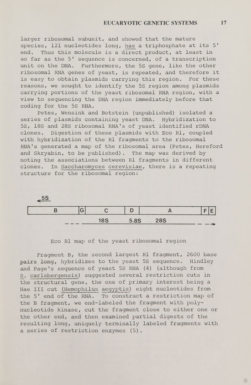 EUCARYOTIC GENETIC SYSTEMS 17 larger ribosomal subunit, and showed that the mature species, 121 nucleotides long, has a triphosphate at its 5' end. Thus this molecule is a direct product, at least in so far as the 5' sequence is concerned, of a transcription unit on the DNA. Furthermore, the 5S gene, like the other ribosomal RNA genes of yeast, is repeated, and therefore it is easy to obtain plasmids carrying this region. For these reasons, we sought to identify the 5S region among plasmids carrying portions of the yeast ribosomal RNA region, with a view to sequencing the DNA region immediately before that coding for the 5S RNA. Petes, Wensink and Botstein (unpublished) isolated a series of plasmids containing yeast DNA. Hybridization to 5S, 18s and 28S ribosomal RNA's of yeast identified rDNA clones. Digestion of these plasmids with Eco Ri, coupled with hybridization of the Rl fragments to the ribosomal RNA's generated a map of the ribosomal area (Petes, Hereford and Skryabin, to be published). The map was derived by noting the associations between Rl fragments in different clones. In Saccharomyces cerevisiae, there is a repeating structure for the ribosomal region: .5S 18S 5.8S 28S Eco Rl map of the yeast ribosomal region Fragment B, the second largest Rl fragment, 2600 base pairs long, hybridizes to the yeast 5S sequence. Hindley and Page's sequence of yeast 5S RNA (4) (although from S. carlsbergensis) suggested several restriction cuts in the structural gene, the one of primary interest being a Hae III cut (Hemophilus aegyptis) eight nucleotides from the 5' end of the RNA. To construct a restriction map of the В fragment, we end-labeled the fragment with poly¬ nucleotide kinase, cut the fragment close to either one or the other end, and then examined partial digests of the resulting long, uniquely terminally labeled fragments with a series of restriction enzymes (5).