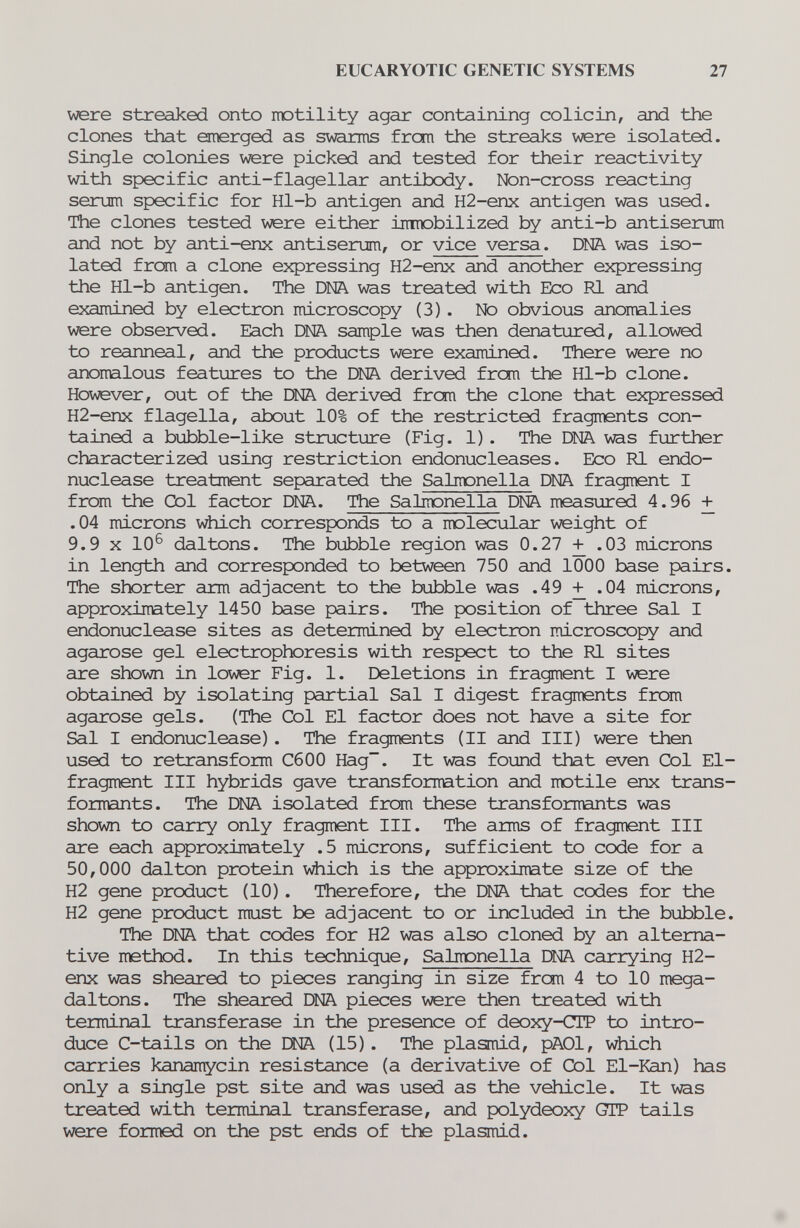 EUCARYOTIC GENETIC SYSTEMS 27 v;ere streaked onto motility agar containing colicin, and the clones that emerged as smrms from the streaks were isolated. Single colonies were picked and tested for their reactivity with specific anti-flagellar antibody. Non-cross reacting serum specific for Hl-b antigen and H2-enx antigen was used. The clones tested were either iirmobilized by anti-b antiserum and not by anti-enx antiserum, or vice versa. DNA was iso¬ lated from a clone expressing H2-enx and another expressing the Hl-b antigen. The DNA was treated with Eco RI and examined by electron microscopy (3) . No obvious anomalies were observed. Each DNA sample was then denatured, allowed to reanneal, and the products were examined. There were no anomalous features to the DNA derived from the Hl-b clone. However, out of the DNA derived from the clone that expressed H2-enx flagella, about 10% of the restricted fragments con¬ tained a bubble-like structure (Fig. 1). The DNA was further characterized using restriction endonucleases. Eco RI endo- nuclease treatment separated the Salmonella DNA fragment I from the Col factor DNA. The Salmonella DNA measured 4.96 + .04 microns v^ch corresponds to a molecular weight of 9.9 X 10^ daltons. The bubble region was 0.27 + .03 microns in length and corresponded to between 750 and 1000 base pairs. The shorter arm adjacent to the bubble was .49 + .04 microns, approximately 1450 base pairs. The position of three Sal I endonuclease sites as determined by electron microscopy and agarose gel electrophoresis with respect to the R1 sites are shown in lower Fig. 1. Deletions in fragment I were obtained by isolating partial Sal I digest fragments from agarose gels. (The Col El factor does not have a site for Sal I endonuclease). The fragments (II and III) were then used to retransform C600 Hag. It was found that even Col El- fragment III hybrids gave transformation and motile enx trans- formants. The DNA isolated from these transformants was shown to carry only fragment III. The arms of fragment III are each approxirretely .5 microns, sufficient to code for a 50,000 dalton protein v^iich is the approximate size of the H2 gene product (10). Therefore, the DNA that codes for the H2 gene product must be adjacent to or included in the bubble. The DNA that codes for H2 was also cloned by an alterna¬ tive method. In this technique. Salmonella Dt'îA carrying H2- enx was sheared to pieces ranging in size from 4 to 10 mega- daltons. The sheared DNA pieces were then treated with terminal transferase in the presence of deoxy-CTP to intro¬ duce C-tails on the ЕШ. (15). The plasmid, pAOl, which carries kanamycin resistance (a derivative of Col El-Kan) has only a single pst site and was used as the vehicle. It was treated with terminal transferase, and polydeoxy GTP tails were formed on the pst ends of the plasmid.