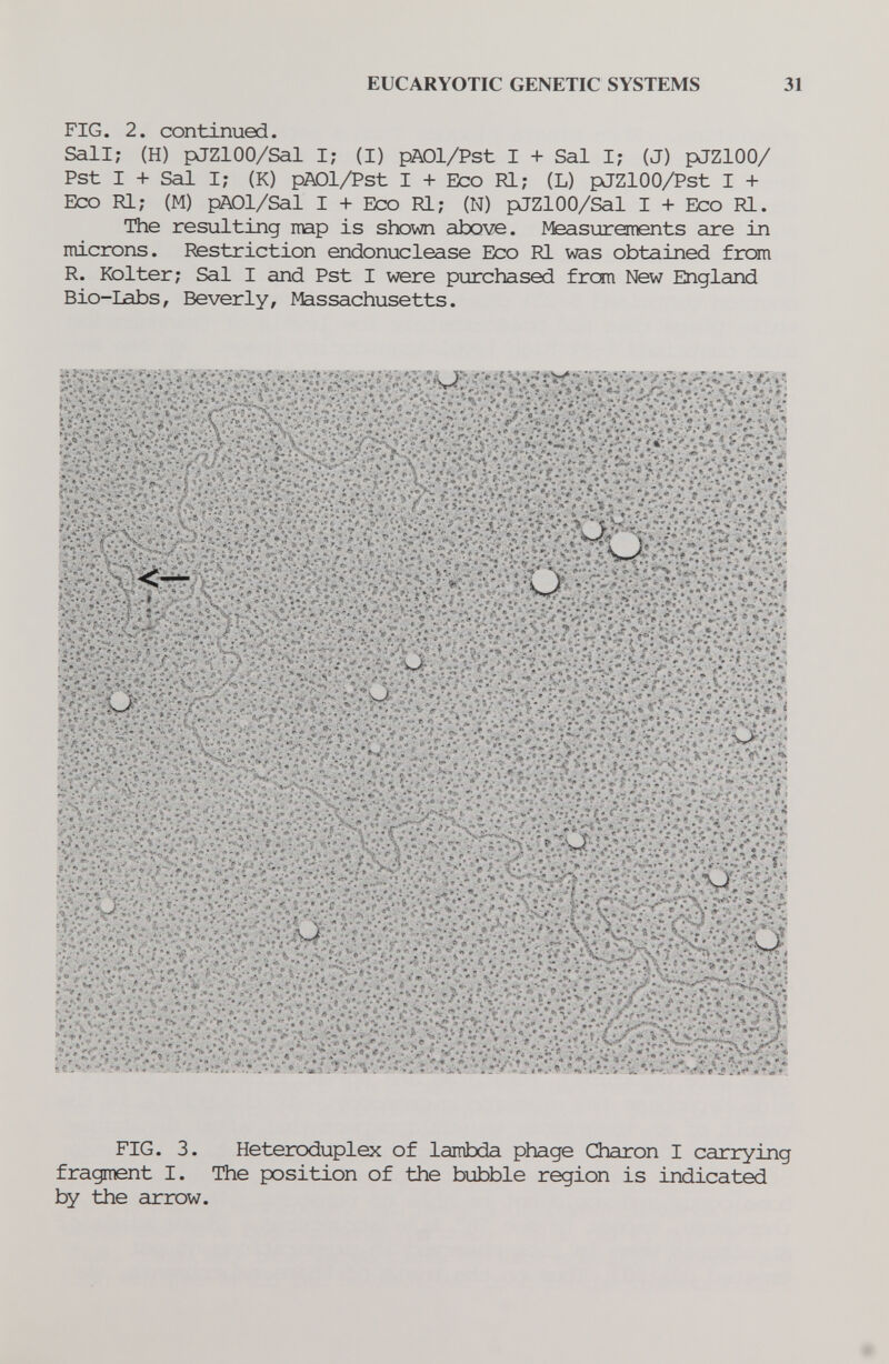 EUCARYOTIC GENETIC SYSTEMS 31 FIG. 2. continued. Sali; (H) pJZlOO/Sal I; (I) pAOl/Pst I + Sal I; (J) pJZlOO/ Pst I + Sal I; (К) pAOl/Pst I + Eco Ri; (L) pJZlOO/Pst I + Eco RI; (M) pAOl/Sal I + Eco Rl; (N) pJZlOO/Sal I + Eco Rl. The resulting mp is shown above. Measurements are in microns. Restriction endonuclease Eco Rl was obtained from R. Kolter; Sal I and Pst I were purchased from New England Bio-labs, Beverly, Massachusetts. FIG. 3. Heteroduplex of lambda phage Charon I carrying fragment I. The position of the bubble region is indicated by the arrow.