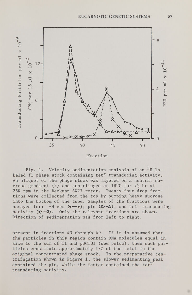 EUCARYOTIC GENETIC SYSTEMS 57 ON I О О) a M 0) í—I о •H 4-1 CÖ РМ M ß •H о э ТЗ m С пз н см I о -L/- ю 5-1 Ш а S Рч CJ - 8 - 4 —-д— — — д т 50 ^ О Fraction Fig. 1. Velocity sedimentation analysis of an la¬ beled fl phage stock containing tet^ transducing activity. An aliquot of the phage stock was layered on a neutral su¬ crose gradient (2) and centrifuged at 18°C for hr at 25K rpm in the Beckman SW27 rotor. Twenty-four drop frac¬ tions were collected from the top by pumping heavy sucrose into the bottom of the tube. Samples of the fractions were assayed for: cpm (•—»); pfu (Ä—A); and tet^ transducing activity • Only the relevant fractions are shown. Direction of sedimentation was from left to right. present in fractions 43 through 49. If it is assumed that the particles in this region contain DNA molecules equal in size to the sum of fl and pSClOl (see below), then such par¬ ticles constitute approximately 17% of the total in the original concentrated phage stock. In the preparative cen- trifugation shown in Figure 1, the slower sedimenting peak contained the pfu, while the faster contained the tet^ transducing activity.