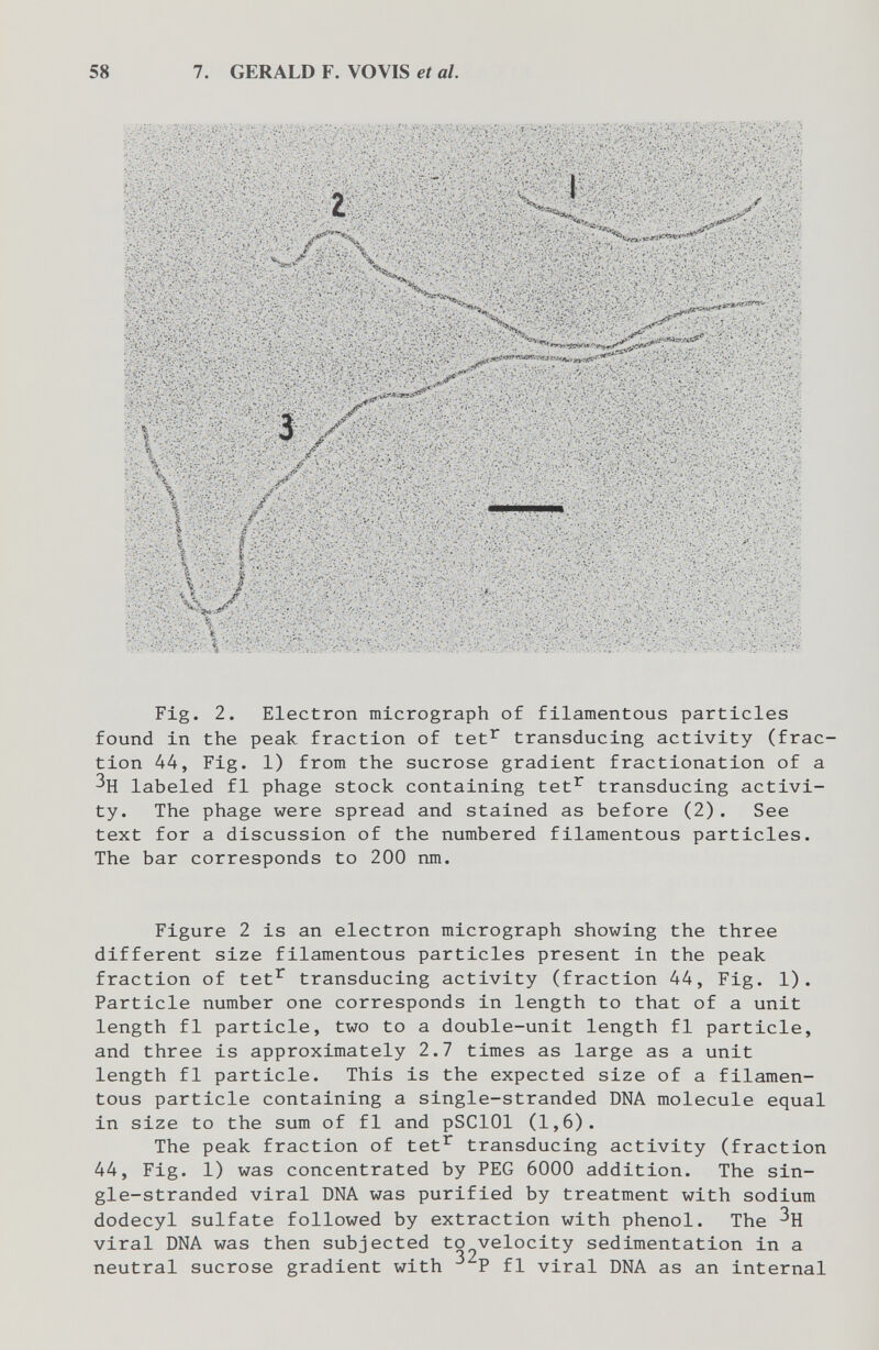 58 7. GERALD F. VOVIS et al. Fig. 2. Electron micrograph of filamentous particles found in the peak fraction of tet^ transducing activity (frac¬ tion 44, Fig. 1) from the sucrose gradient fractionation of a labeled fl phage stock containing tet^ transducing activi¬ ty. The phage were spread and stained as before (2). See text for a discussion of the numbered filamentous particles. The bar corresponds to 200 nm. Figure 2 is an electron micrograph showing the three different size filamentous particles present in the peak fraction of tet^ transducing activity (fraction 44, Fig. 1). Particle number one corresponds in length to that of a unit length fl particle, two to a double-unit length fl particle, and three is approximately 2.7 times as large as a unit length fl particle. This is the expected size of a filamen¬ tous particle containing a single-stranded DNA molecule equal in size to the sum of fl and pSClOl (1,6). The peak fraction of tet^ transducing activity (fraction 44, Fig. 1) was concentrated by PEG 6000 addition. The sin¬ gle-stranded viral DNA was purified by treatment with sodium dodecyl sulfate followed by extraction with phenol. The viral DNA was then subjected to velocity sedimentation in a neutral sucrose gradient with P fl viral DNA as an internal