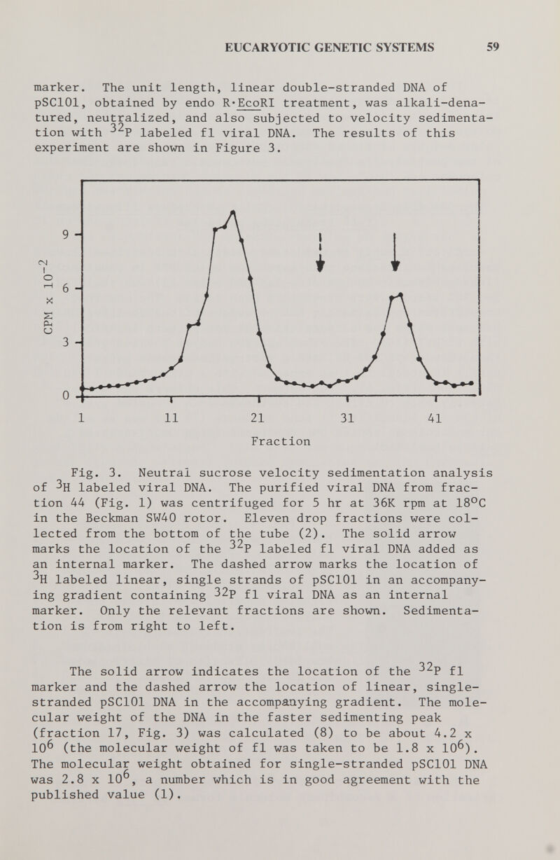 EUCARYOTIC GENETIC SYSTEMS 59 marker. The unit length, linear double-stranded DNA of pSClOl, obtained by endo R'EcoRI treatment, was alkali-dena¬ tured, neutralized, and also subjected to velocity sedimenta¬ tion with labeled fl viral DNA. The results of this experiment are shown in Figure 3. Fraction Fig. 3. Neutral sucrose velocity sedimentation analysis of Зц labeled viral DNA. The purified viral DNA from frac¬ tion 44 (Fig. 1) was centrifuged for 5 hr at 36K rpm at 18°C in the Beckman SW40 rotor. Eleven drop fractions were col¬ lected from the bottom of the tube (2). The solid arrow marks the location of the labeled fl viral DNA added as an internal marker. The dashed arrow marks the location of labeled linear, single strands of pSClOl in an accompany¬ ing gradient containing 32p f± viral DNA as an internal marker. Only the relevant fractions are shown. Sedimenta¬ tion is from right to left. The solid arrow indicates the location of the ^^P fl marker and the dashed arrow the location of linear, single- stranded pSClOl DNA in the accompanying gradient. The mole¬ cular weight of the DNA in the faster sedimenting peak (fraction 17, Fig. 3) was calculated (8) to be about 4.2 x 10^ (the molecular weight of fl was taken to be 1.8 x 10^). The molecular weight obtained for single-stranded pSClOl DNA was 2.8 x 10^, a number which is in good agreement with the published value (1),