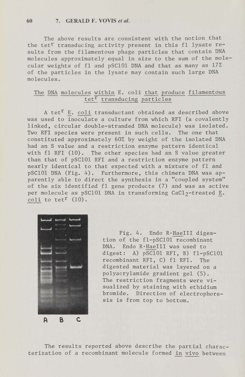 60 7. GERALD F. VOVIS et al. The above results are consistent with the notion that the tet^ transducing activity present in this fl lysate re¬ sults from the filamentous phage particles that contain DNA molecules approximately equal in size to the sum of the mole¬ cular weights of fl and pSClOl DNA and that as many as 17% of the particles in the lysate may contain such large DNA molecules. The DNA molecules within E. coli that produce filamentous tet^ transducing particles A tet^ coli transductant obtained as described above was used to inoculate a culture from which RFI (a covalently linked, circular double-stranded DNA molecule) was isolated. Two RFI species were present in such cells. The one that constituted approximately 60% by weight of the isolated DNA had an S value and a restriction enzyme pattern identical with fl RFI (10). The other species had an S value greater than that of pSClOl RFI and a restriction enzyme pattern nearly identical to that expected with a mixture of fl and pSClOl DNA (Fig. 4). Furthermore, this chimera DNA was ap¬ parently able to direct the synthesis in a coupled system of the six identified fl gene products (7) and was as active per molecule as pSClOl DNA in transforming CaCl2-treated coli to tet^ (10). Fig. 4. Endo R-Haelll diges¬ tion of the fl-pSClOl recombinant DNA. Endo R'Haelll was used to digest: A) pSClOl RFI, B) fl-pSClOl recombinant RFI, C) fl RFI. The digested material was layered on a Polyacrylamide gradient gel (5). The restriction fragments were vi¬ sualized by staining with ethidium bromide. Direction of electrophore¬ sis is from top to bottom. The results reported above describe the partial charac¬ terization of a recombinant molecule formed in vivo between