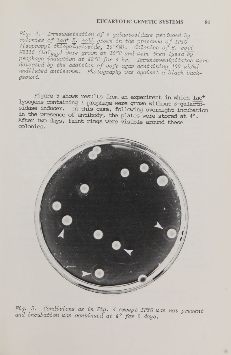 EUCARYOTIC GENETIC SYSTEMS 81 Fig. 4. Irmunodetection of ?>-galaatosidase produced by colonies of lacf coli grown in the presence of IPTG (isopropyl thiogalactoside, 10~^M). Colonies of coli W3110 (\clggy) were grown at 30°C and were then lysed Ъу prophage induction at 42°C for 4 hr. Irmunoprecipitates were detected by the addition of soft agar containing 100 ul/ml undiluted antiserum. Photography was against a black back¬ ground. Figiire 5 shovs results from an ejq^eriraent in v^iich lac^ lysogens containing Л prophage were дголЛ! without B-galacto- sidase inc3ucer. In this case, following overnight incubation in the presence of antibody, the plates were stored at 4°. After two days, faint rings were visible around these colonies. Fig. 5. Conditions as in Fig. 4 except IPTG was not present and incubation was continued at 4° for 2 days.