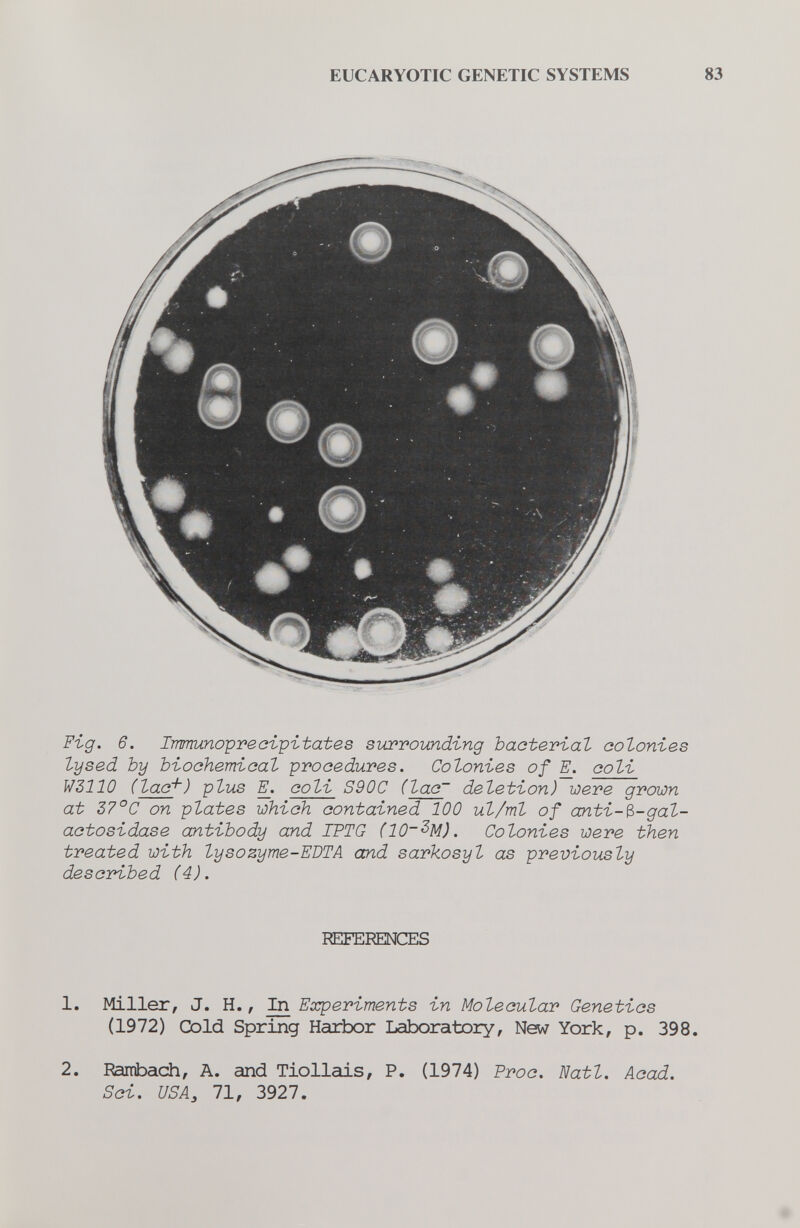 EUCARYOTIC GENETIC SYSTEMS 83 Fig. 6. Immuno'pTeo'ipitates surrounding bacterial colonies tysed by biochemiaal procedures. Colonies of К coli W311Û (lac^) plus coli S90C (1ас~ deletion) were grown at 37°С on plates which contained 100 ul/ml of anti-^-gal- actosidase antibody and IPTG (10~^M). Colonies were then treated with lysozyme-EDTA and sarkosyl as previously described (4). REFERENCES 1. Miller, J. H., In Experiments in Molecular Genetics (1972) Cold Spring Harbor Laboratory, New York, p. 398. 2. Raitibach, A. and Tiollais, P. (1974) Froc. Natl. Acad. Sci. USA, 71, 3927.