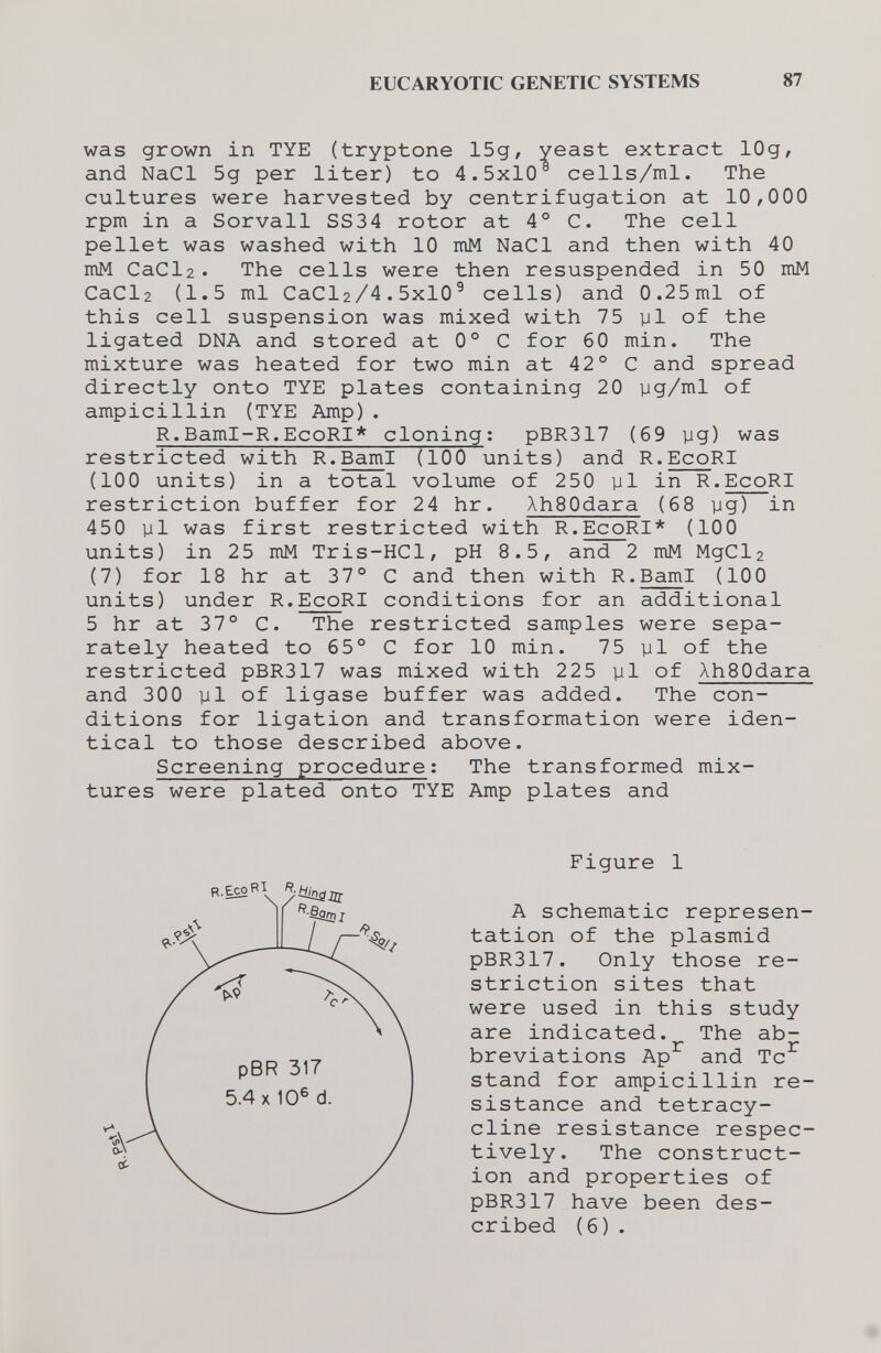 EUCARYOTIC GENETIC SYSTEMS 87 was grown in TYE (tryptone 15g/ yeast extract 10g, and NaCl 5g per liter) to 4.5x10 cells/ml. The cultures were harvested by centrifugation at 10,000 rpm in a Servali SS34 rotor at 4° C. The cell pellet was washed with 10 mM NaCl and then with 40 mM Cada • The cells were then resuspended in 50 mM CaCl2 (1.5 ml CaCla/4.5x10^ cells) and 0.25ml of this cell suspension was mixed with 75 yl of the ligated DNA and stored at 0° С for 60 min. The mixture was heated for two min at 42° С and spread directly onto TYE plates containing 20 yg/ml of ampicillin (TYE Amp). R.Baml-R.EcoRI* cloning; pBR317 (69 yg) was restricted with R.BamI (100 units) and R.EcoRI (100 units) in a total volume of 250 yl in R.EcoRI restriction buffer for 24 hr. XhSOdara (68 yg) in 450 yl was first restricted with R.EcoRI* (100 units) in 25 mM Tris-HCl, pH 8.5, and 2 mM MgCla (7) for 18 hr at 37® С and then with R.BamI (100 units) under R.EcoRI conditions for an additional 5 hr at 37° C. The restricted samples were sepa¬ rately heated to 65° С for 10 min. 75 yl of the restricted pBR317 was mixed with 225 yl of AhSOdara and 300 yl of ligase buffer was added. The con¬ ditions for ligation and transformation were iden¬ tical to those described above. Screening procedure: The transformed mix¬ tures were plated onto TYE Amp plates and Figure 1 ¥ '^•êamr r.ecoRI \ / D ГЧ A schematic represen¬ tation of the Plasmid pBR317. Only those re¬ striction sites that were used in this study are indicated. The ab¬ breviations Ap^ and Tc^ stand for ampicillin re¬ sistance and tetracy¬ cline resistance respec¬ tively. The construct¬ ion and properties of pBR317 have been des¬ cribed (6) .