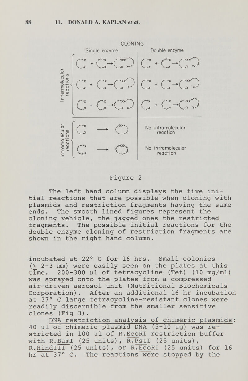 88 11. DONALD A. KAPLAN et al CLONING Figure 2 The left hand column displays the five ini¬ tial reactions that are possible when cloning with Plasmids and restriction fragments having the same ends. The smooth lined figures represent the cloning vehicle, the jagged ones the restricted fragments. The possible initial reactions for the double enzyme cloning of restriction fragments are shown in the right hand column. incubated at 22° С for 16 hrs. Small colonies 2-3 mm) were easily seen on the plates at this time. 200-300 yl of tetracycline (Tet) (10 mg/ml) was sprayed onto the plates from a compressed air-driven aerosol unit (Nutritional Biochemicals Corporation). After an additional 16 hr incubation at 37° С large tetracycline-resistant clones were readily discernible from the smaller sensitive clones (Fig 3) . DNA restriction analysis of chimeric plasmids; 40 yl of chimeric plasmid DNA (5-10 yg) was re¬ stricted in 100 yl of R.EcoRI restriction buffer with R.BamI (25 units), R.PstI (25 units), R.Hindlll (25 units), or R.EcoRI (25 units) for 16 hr at 37° C. The reactions were stopped by the