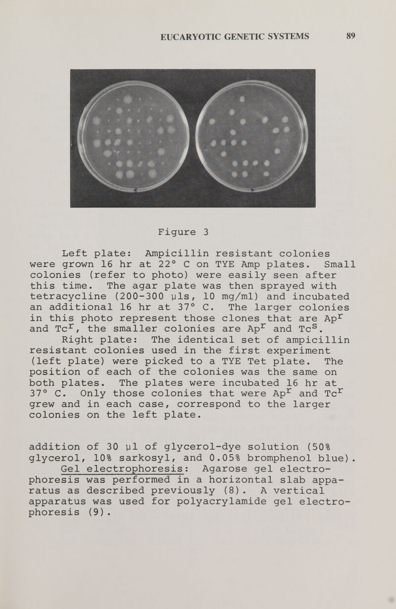 EUCARYOTIC GENETIC SYSTEMS 89 Figure 3 Left plate; Ampicillin resistant colonies were grown 16 hr at 22® С on TYE Amp plates. Small colonies (refer to photo) were easily seen after this time. The agar plate was then sprayed with tetracycline (200-300 yls, 10 mg/ml) and incubated an additional 16 hr at 37° C. The larger colonies in this photo represent those clones that are Ap^ and Tc^/ the smaller colonies are Ap^ and Tc^. Right plate: The identical set of ampicillin resistant colonies used in the first experiment (left plate) were picked to a TYE Tet plate. The position of each of the colonies was the same on both plates. The plates were incubated 16 hr at 37° C. Only those colonies that were Ap^ and Tc^ grew and in each case, correspond to the larger colonies on the left plate. addition of 30 pi of glycerol-dye solution (50% glycerol, 10% sarkosyl, and 0.05% bromphenol blue). Gel electrophoresis; Agarose gel electro¬ phoresis was performed in a horizontal slab appa¬ ratus as described previously (8). A vertical apparatus was used for Polyacrylamide gel electro¬ phoresis (9) .