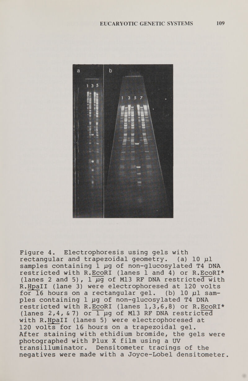 EUCARYOTIC GENETIC SYSTEMS 109 Figure 4. Electrophoresis using gels with rectangular and trapezoidal geometry. (a) 10 pi samples containing 1 pg of non-glucosylated T4 DNA restricted with R.EcoRI (lanes 1 and 4) or R.EcoRI* (lanes 2 and 5), 1 pg of M13 RF DNA restricted with R.Hpall (lane 3) were electrophoresed at 120 volts for 16 hours on a rectangular gel. (b) 10 pi sam¬ ples containing 1 pg of non-glucosylated T4 DNA restricted with R.EcoRI (lanes 1,3,6,8) or R.EcoRI* (lanes 2,4, & 7) or 1 pg of M13 RF DNA restricted with R.Hpall (lanes 5) were electrophoresed at 120 volts for 16 hours on a trapezoidal gel. After staining with ethidium bromide, the gels were photographed with Plux X film using a UV transilluminator. Densitometer tracings of the negatives were made with a Joyce-Lobel densitometer.