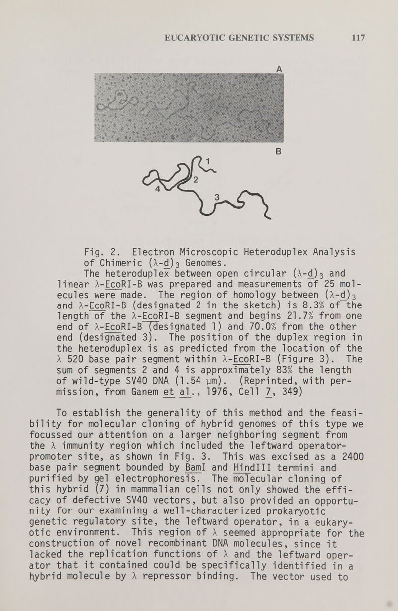 EUCARYOTIC GENETIC SYSTEMS 117 Fig. 2. Electron Microscopic Heteroduplex Analysis of Chimeric (А-^)з Genomes. The heteroduplex between open circular (Л-^)з and linear A-EcoRI-B was prepared and measurements of 25 mol¬ ecules were made. The region of homology between (Х-^)з and A-EcoRI-B (designated 2 in the sketch) is 8.3% of the length of the A-EcoRI-B segment and begins 21.7% from one end of A-EcoRI-B (designated 1) and 70.0% from the other end (designated 3). The position of the duplex region in the heteroduplex is as predicted from the location of the A 520 base pair segment within A-EcoRI-B (Figure 3). The sum of segments 2 and 4 is approximately 83% the length of wild-type SV40 DNA (1.54 ym). (Reprinted, with per¬ mission, from Ganem e^ al_., 1976, Cell _7, 349) To establish the generality of this method and the feasi¬ bility for molecular cloning of hybrid genomes of this type we focussed our attention on a larger neighboring segment from the A immunity region which included the leftward operator- promoter site, as shown in Fig. 3. This was excised as a 2400 base pair segment bounded by BamI and Hindi11 termini and purified by gel electrophoresis. The molecular cloning of this hybrid (7) in mammalian cells not only showed the effi¬ cacy of defective SV40 vectors, but also provided an opportu¬ nity for our examining a well-characterized prokaryotic genetic regulatory site, the leftward operator, in a eukary- otic environment. This region of A seemed appropriate for the construction of novel recombinant DNA molecules, since it lacked the replication functions of A and the leftward oper¬ ator that it contained could be specifically identified in a hybrid molecule by A repressor binding. The vector used to