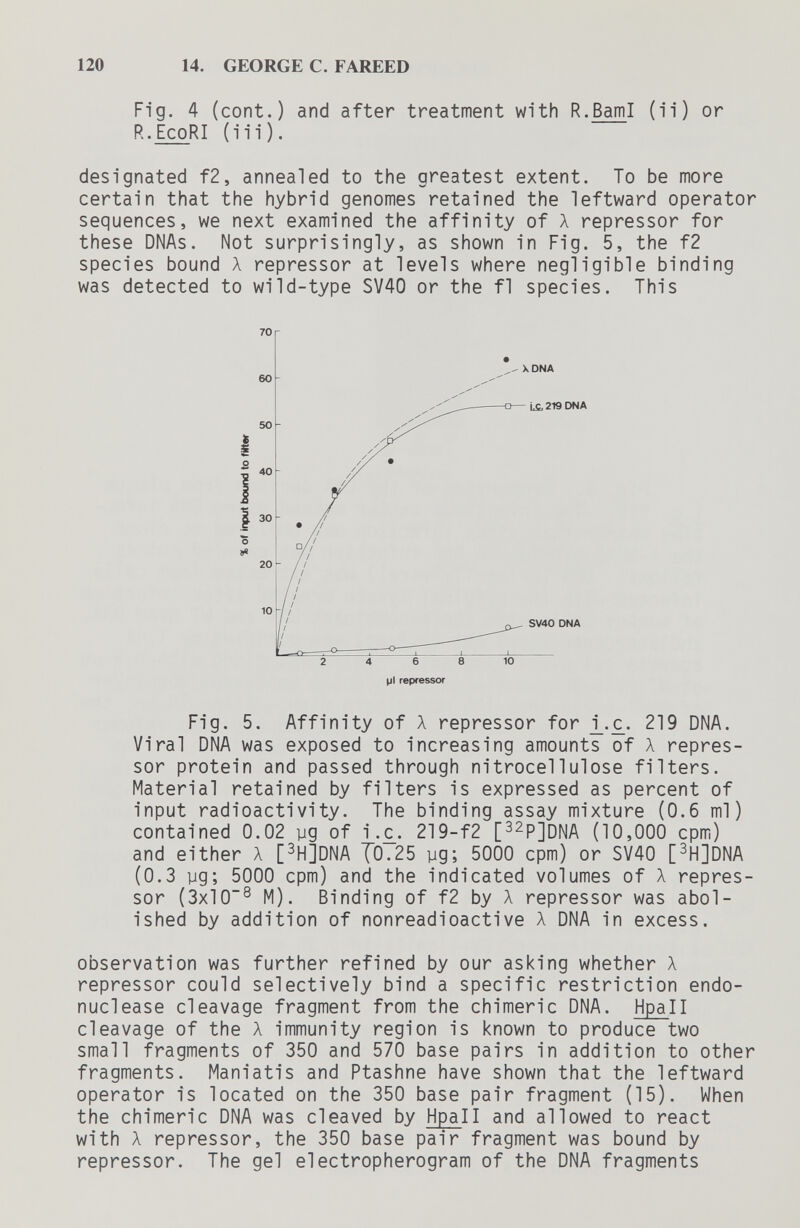 120 14. GEORGE С. FAREED Fig. 4 (cont.) and after treatment wi'th R.BamI (ii) or R.EcoRI (ili). designated f2, annealed to the greatest extent. To be more certain that the hybrid genomes retained the leftward operator sequences, we next examined the affinity of Л repressor for these DNAs. Not surprisingly, as shown in Fig. 5, the f2 species bound À repressor at levels where negligible binding was detected to wild-type SV40 or the fl species. This Fig. 5. Affinity of X repressor for i_.£. 219 DNA. Viral DNA was exposed to increasing amounts of Л repres¬ sor protein and passed through nitrocellulose filters. Material retained by filters is expressed as percent of input radioactivity. The binding assay mixture (0.6 ml) contained 0.02 yg of i .£. 219-f2 [22р][)[у|д (io,000 cpm) and either A [^H]DNA T'0.25 yg; 5000 cpm) or SV40 [^H]DNA (0.3 yg; 5000 cpm) and the indicated volumes of Л repres¬ sor (3x10^ M). Binding of f2 by Л repressor was abol¬ ished by addition of nonreadioactive A DNA in excess. observation was further refined by our asking whether A repressor could selectively bind a specific restriction endo- nuclease cleavage fragment from the chimeric DNA. Hpall cleavage of the A immunity region is known to produce two small fragments of 350 and 570 base pairs in addition to other fragments. Maniatis and Ptashne have shown that the leftward operator is located on the 350 base pair fragment (15). When the chimeric DNA was cleaved by Hpall and allowed to react with A repressor, the 350 base pair fragment was bound by repressor. The gel electropherogram of the DNA fragments