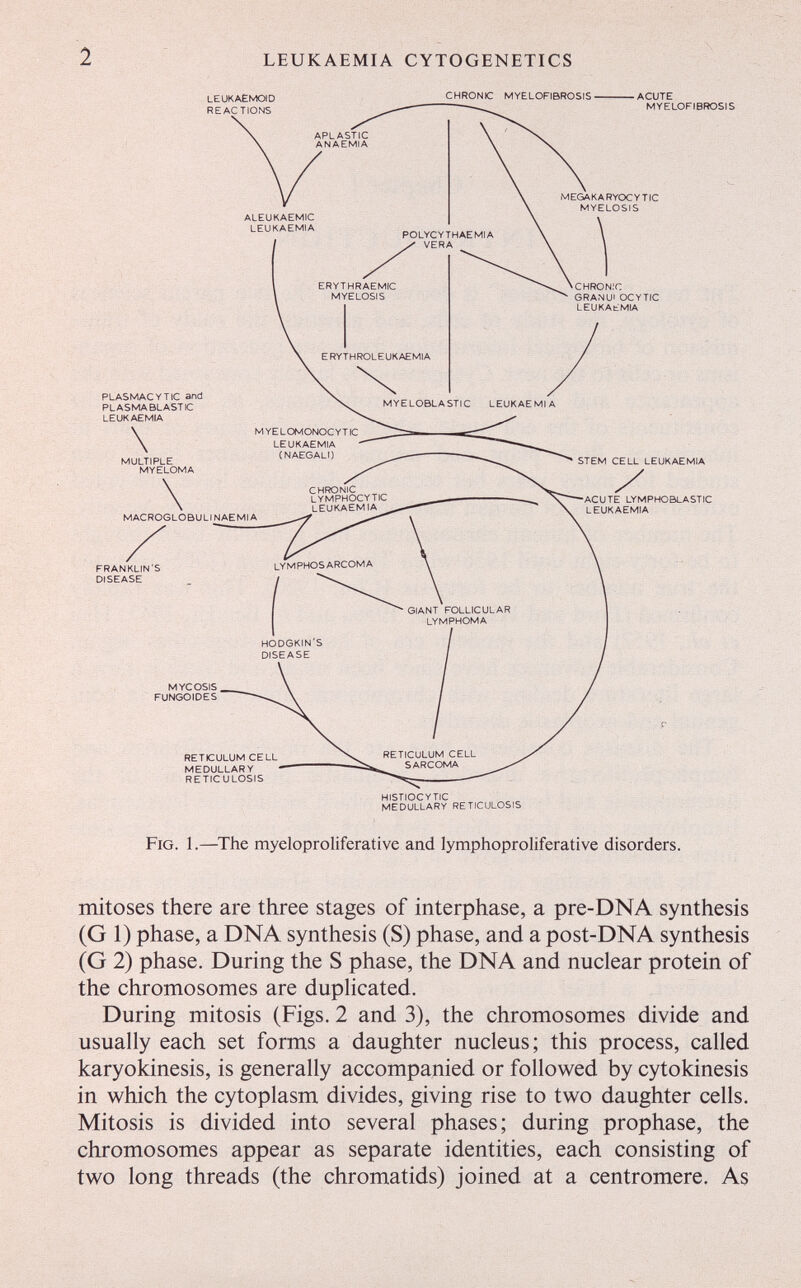 2 LEUKAEMIA CYTOGENETICS Fig. 1.—The myeloproliferative and lymphoproliferative disorders. mitoses there are three stages of interphase, a pre-DNA synthesis (G 1) phase, a DNA synthesis (S) phase, and a post-DNA synthesis (G 2) phase. During the S phase, the DNA and nuclear protein of the chromosomes are duplicated. During mitosis (Figs. 2 and 3), the chromosomes divide and usually each set forms a daughter nucleus; this process, called karyokinesis, is generally accompanied or followed by cytokinesis in which the cytoplasm divides, giving rise to two daughter cells. Mitosis is divided into several phases; during prophase, the chromosomes appear as separate identities, each consisting of two long threads (the chromatids) joined at a centromere. As