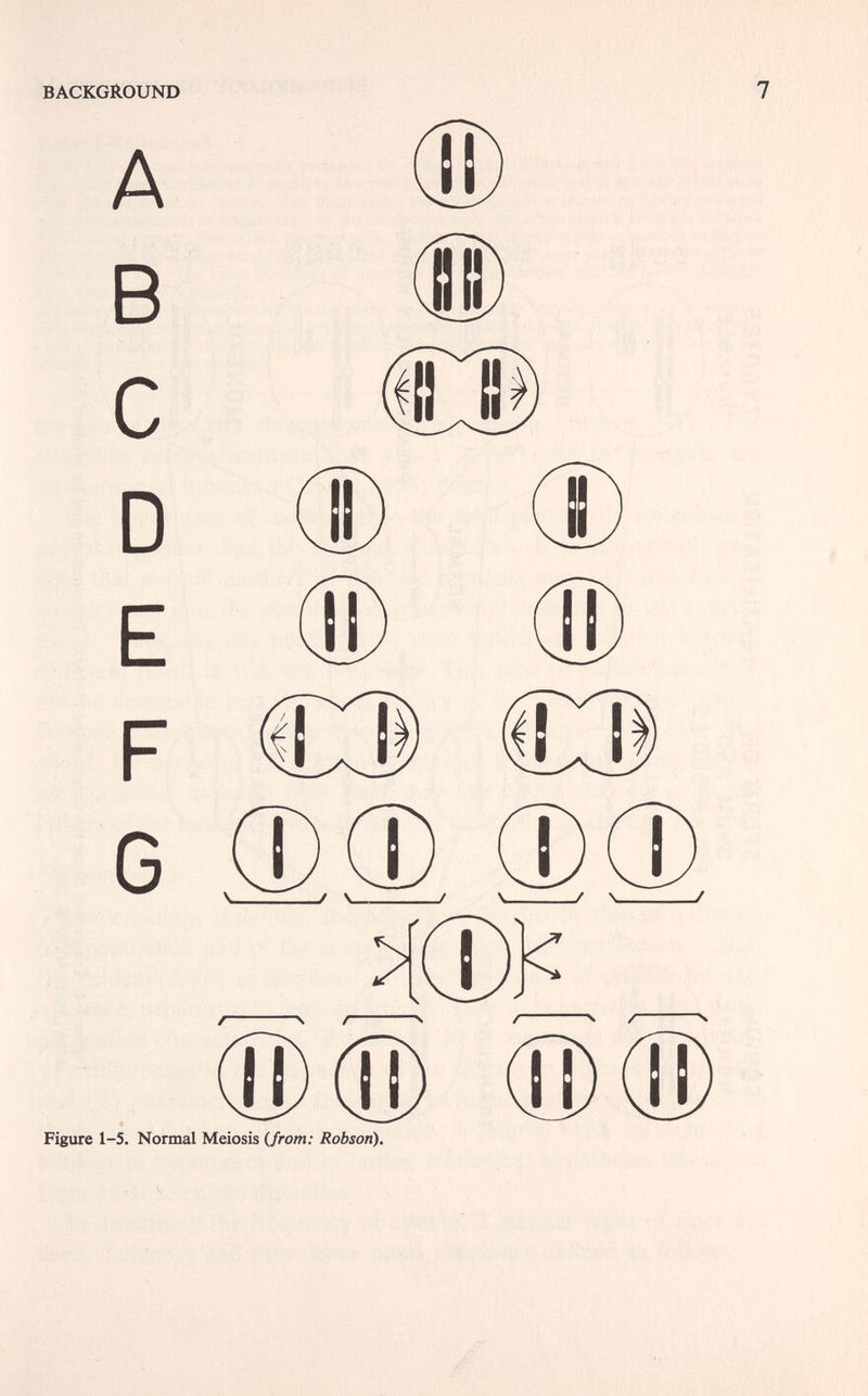 BACKGROUND 7 A Ф В ÍD с СВ D Ф d) E ® ® F €3 СЭ G ФФ ФФ \ / \ t \ f \ / >(ф]< / ч / ч / ч / ч (Ш® (Q)(D) Figure 1-5. Normal Meiosis (Jrom: Robson).