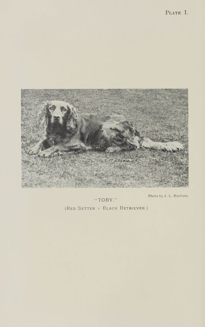 Plate I. (Red Setter x Black Retriever.)