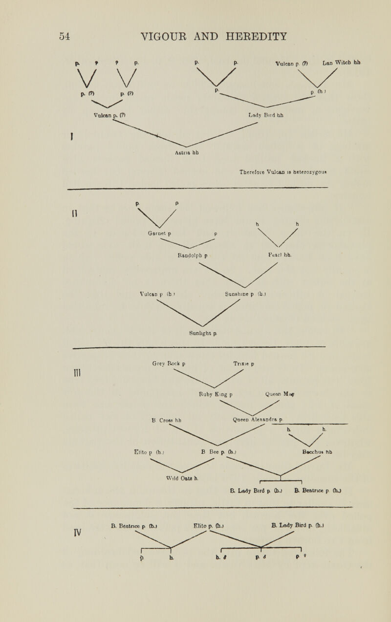 54 VIGOUE AND HEEEDITY » í p V V p. (П p (?) VuIcftD p- (?) LaD Witcb hb p ih ) Valcan p. (7) Ladj Dnd tih Astrift bb Tberefoie Viilc&o le heterozygous 11 Gftroet p B&odolpb p Fcarl hb. VuICftD p (b ) 8uDhght p III Grey Rock p Trine p Elito p (h.) Wild Oftti h. B. Lad; Bird p (bJ B- Beatrice p (hj