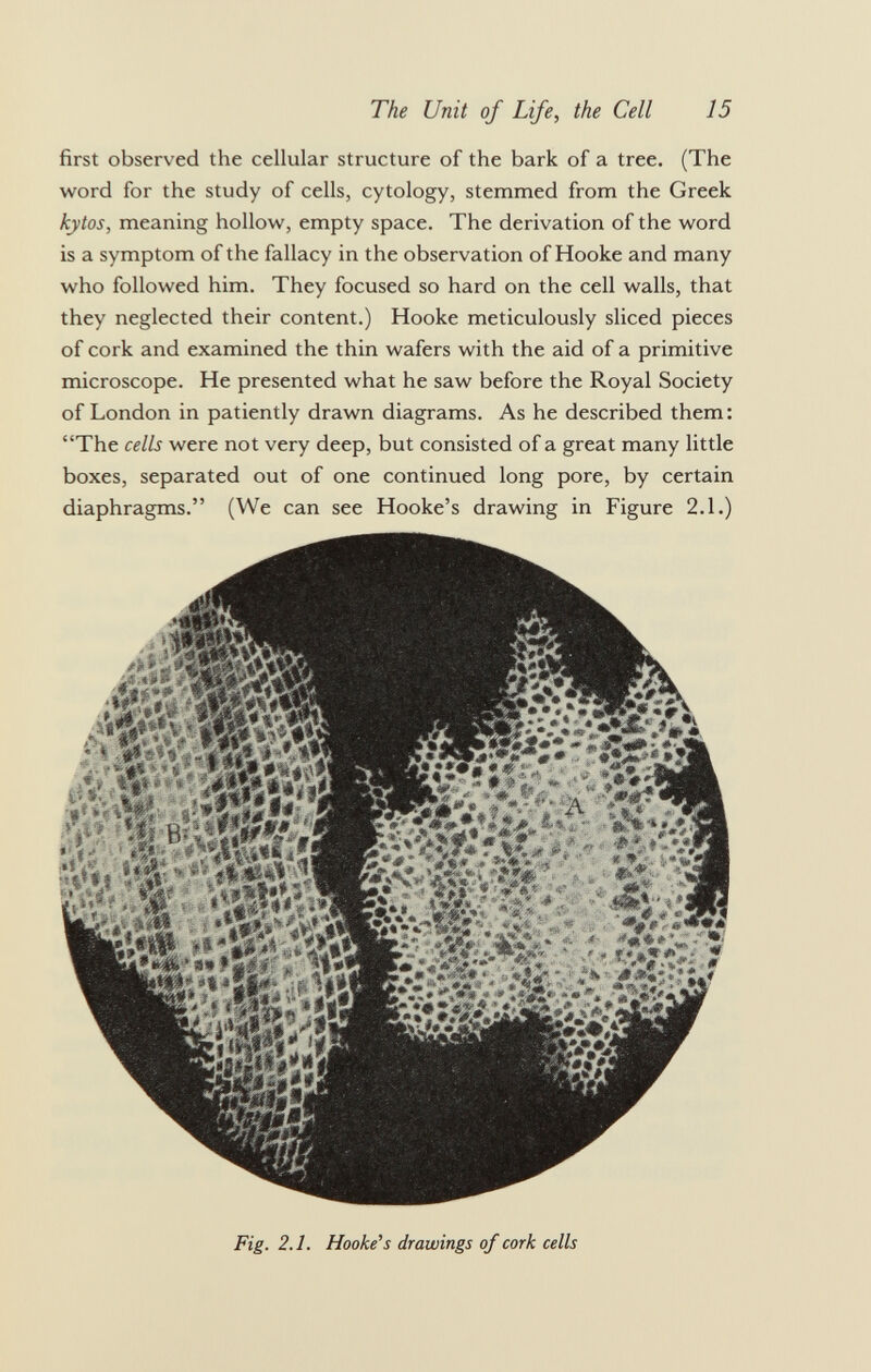 first observed the cellular structure of the bark of a tree. (The word for the study of cells, cytology, stemmed from the Greek kytos, meaning hollow, empty space. The derivation of the word is a symptom of the fallacy in the observation of Hooke and many who followed him. They focused so hard on the cell walls, that they neglected their content.) Hooke meticulously sliced pieces of cork and examined the thin wafers with the aid of a primitive microscope. He presented what he saw before the Royal Society of London in patiently drawn diagrams. As he described them: The cells were not very deep, but consisted of a great many little boxes, separated out of one continued long pore, by certain diaphragms. (We can see Hooke's drawing in Figure 2.1.) ¿'¿m âm I si wWjA.. A i »tW. ■ — •• «'35 .'a * V*» V ' * ' ■ 0 Fig. 2.1. Hooke's drawings of cork cells
