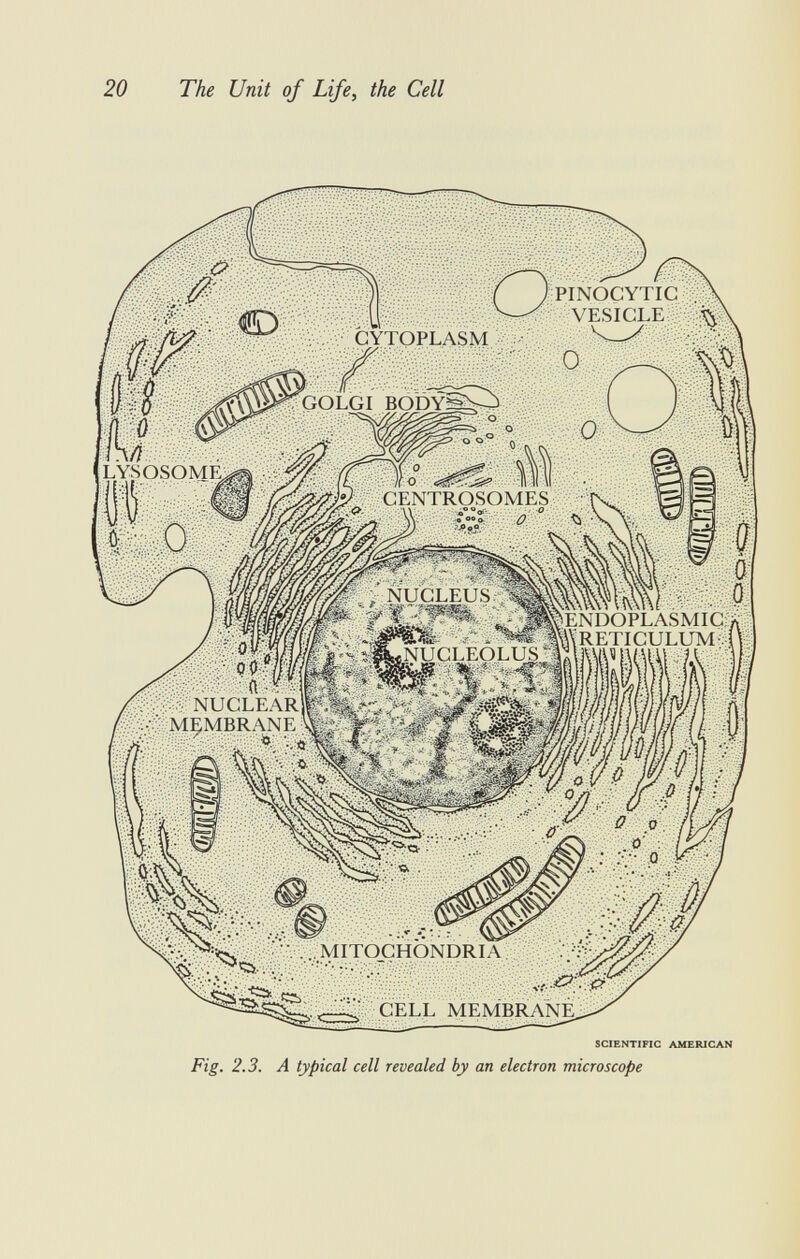 PINOGYTIC VESICLE LYS OSOME CENTROSOMES NUCLEUS ENDOPLASMIC \X RETICULUM NUCLEOLUS. NUCLEAR MEMBRANE MITOCHONDRIA CELL MEMBRANE SCIENTIFIC AMERICAN Fig. 2.3. A typical cell revealed by an electron microscope