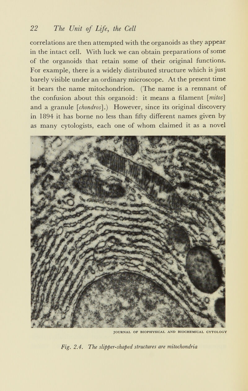 correlations are then attempted with the organoids as they appear in the intact cell. With luck we can obtain preparations of some of the organoids that retain some of their original functions. For example, there is a widely distributed structure which is just barely visible under an ordinary microscope. At the present time it bears the name mitochondrion. (The name is a remnant of the confusion about this organoid: it means a filament [mitos] and a granule [ Chondros ].) However, since its original discovery in 1894 it has borne no less than fifty different names given by as many cytologists, each one of whom claimed it as a novel JOURNAL OF BIOPHYSICAL AND BIOCHEMICAL CYTOLOGY Fig. 2.4. The slipper-shaped structures are mitochondria