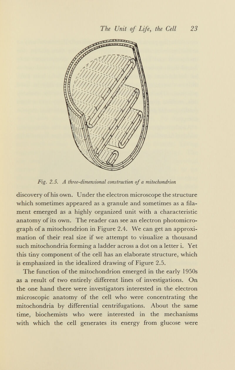 Fig. 2.5. A three-dimensional construction of a mitochondrion discovery of his own. Under the electron microscope the structure which sometimes appeared as a granule and sometimes as a fila ment emerged as a highly organized unit with a characteristic anatomy of its own. The reader can see an electron photomicro graph of a mitochondrion in Figure 2.4. We can get an approxi mation of their real size if we attempt to visualize a thousand such mitochondria forming a ladder across a dot on a letter i. Yet this tiny component of the cell has an elaborate structure, which is emphasized in the idealized drawing of Figure 2.5. The function of the mitochondrion emerged in the early 1950s as a result of two entirely different lines of investigations. On the one hand there were investigators interested in the electron microscopic anatomy of the cell who were concentrating the mitochondria by differential centrifugations. About the same time, biochemists who were interested in the mechanisms with which the cell generates its energy from glucose were