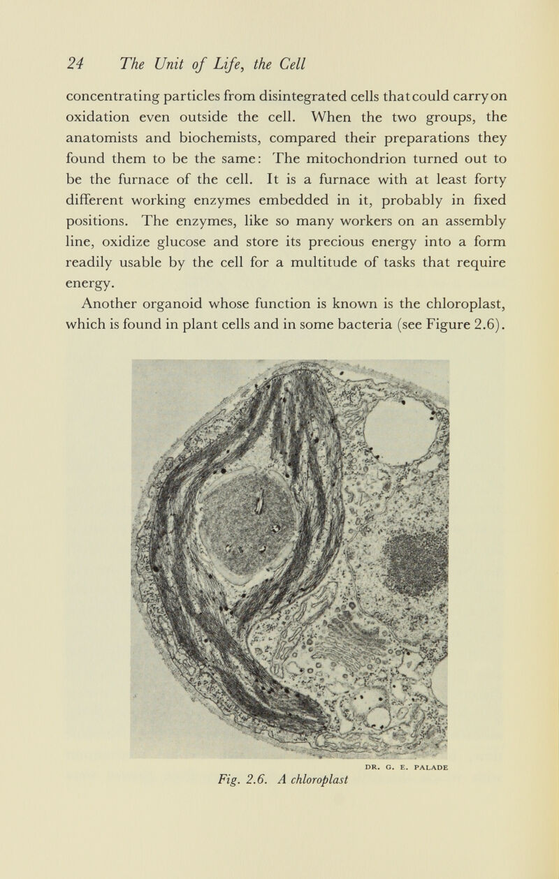 concentrating particles from disintegrated cells that could carry on oxidation even outside the cell. When the two groups, the anatomists and biochemists, compared their preparations they found them to be the same: The mitochondrion turned out to be the furnace of the cell. It is a furnace with at least forty different working enzymes embedded in it, probably in fixed positions. The enzymes, like so many workers on an assembly line, oxidize glucose and store its precious energy into a form readily usable by the cell for a multitude of tasks that require energy. Another organoid whose function is known is the chloroplast, which is found in plant cells and in some bacteria (see Figure 2.6). DR. G. E. PALADE Fig. 2.6. A chloroplast