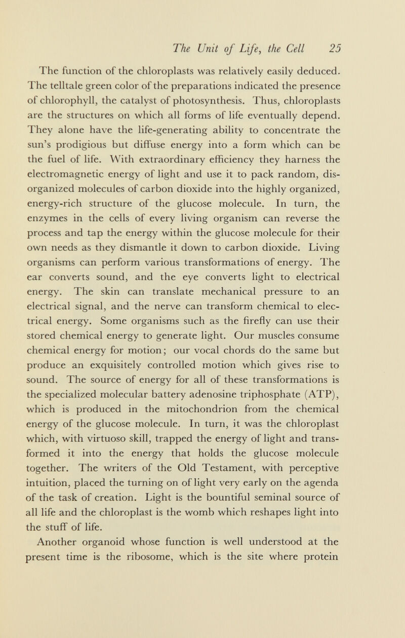The function of the chloroplasts was relatively easily deduced. The telltale green color of the preparations indicated the presence of chlorophyll, the catalyst of photosynthesis. Thus, chloroplasts are the structures on which all forms of life eventually depend. They alone have the life-generating ability to concentrate the sun's prodigious but diffuse energy into a form which can be the fuel of life. With extraordinary efficiency they harness the electromagnetic energy of light and use it to pack random, dis organized molecules of carbon dioxide into the highly organized, energy-rich structure of the glucose molecule. In turn, the enzymes in the cells of every living organism can reverse the process and tap the energy within the glucose molecule for their own needs as they dismantle it down to carbon dioxide. Living organisms can perform various transformations of energy. The ear converts sound, and the eye converts light to electrical energy. The skin can translate mechanical pressure to an electrical signal, and the nerve can transform chemical to elec trical energy. Some organisms such as the firefly can use their stored chemical energy to generate light. Our muscles consume chemical energy for motion; our vocal chords do the same but produce an exquisitely controlled motion which gives rise to sound. The source of energy for all of these transformations is the specialized molecular battery adenosine triphosphate (ATP), which is produced in the mitochondrion from the chemical energy of the glucose molecule. In turn, it was the chloroplast which, with virtuoso skill, trapped the energy of light and trans formed it into the energy that holds the glucose molecule together. The writers of the Old Testament, with perceptive intuition, placed the turning on of light very early on the agenda of the task of creation. Light is the bountiful seminal source of all life and the chloroplast is the womb which reshapes light into the stuff of life. Another organoid whose function is well understood at the present time is the ribosome, which is the site where protein