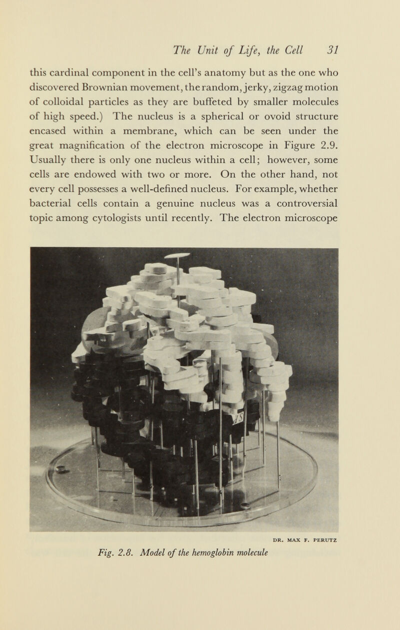 this cardinal component in the cell's anatomy but as the one who discovered Brownian movement, the random, jerky, zigzag motion of colloidal particles as they are buffeted by smaller molecules of high speed.) The nucleus is a spherical or ovoid structure encased within a membrane, which can be seen under the great magnification of the electron microscope in Figure 2.9. Usually there is only one nucleus within a cell; however, some cells are endowed with two or more. On the other hand, not every cell possesses a well-defined nucleus. For example, whether bacterial cells contain a genuine nucleus was a controversial topic among cytologists until recently. The electron microscope DR. MAX F. PERUTZ Fig. 2.8. Model of the hemoglobin molecule