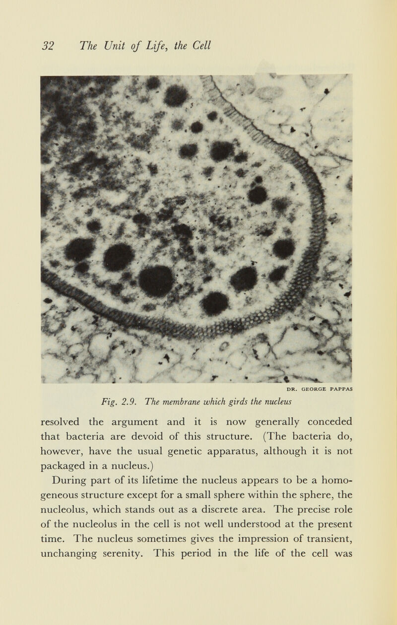 t> V. > * > -, li*- Nk. DR. GEORGE PAPPAS Fig. 2.9. The membrane which girds the nucleus resolved the argument and it is now generally conceded that bacteria are devoid of this structure. (The bacteria do, however, have the usual genetic apparatus, although it is not packaged in a nucleus.) During part of its lifetime the nucleus appears to be a homo geneous structure except for a small sphere within the sphere, the nucleolus, which stands out as a discrete area. The precise role of the nucleolus in the cell is not well understood at the present time. The nucleus sometimes gives the impression of transient, unchanging serenity. This period in the life of the cell was