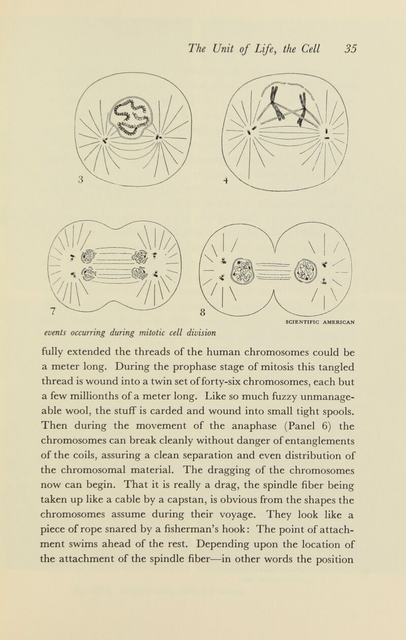 events occurring during mitotic cell division fully extended the threads of the human chromosomes could be a meter long. During the prophase stage of mitosis this tangled thread is wound into a twin set of forty-six chromosomes, each but a few millionths of a meter long. Like so much fuzzy unmanage able wool, the stuff is carded and wound into small tight spools. Then during the movement of the anaphase (Panel 6) the chromosomes can break cleanly without danger of entanglements of the coils, assuring a clean separation and even distribution of the chromosomal material. The dragging of the chromosomes now can begin. That it is really a drag, the spindle fiber being taken up like a cable by a capstan, is obvious from the shapes the chromosomes assume during their voyage. They look like a piece of rope snared by a fisherman's hook : The point of attach ment swims ahead of the rest. Depending upon the location of the attachment of the spindle fiber—in other words the position