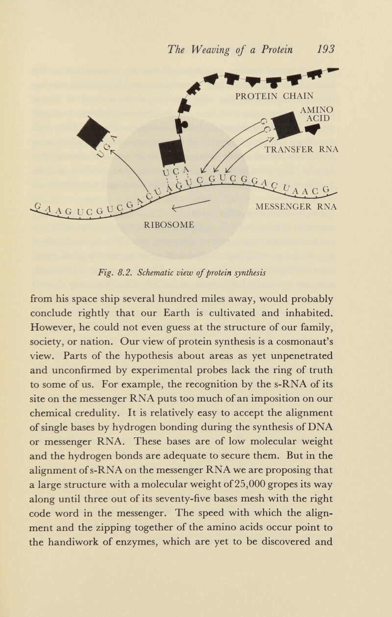 The Weaving of a Protein + > * 193 PROTEIN CHAIN AMINO ACID TRANSFER RNA • CG_UCG_G a S V JAG U C G ve ^-i ^A AC MESSENGER RNA RIBOSOME Fig. 8.2. Schematic view of protein synthesis from his space ship several hundred miles away, would probably conclude rightly that our Earth is cultivated and inhabited. However, he could not even guess at the structure of our family, society, or nation. Our view of protein synthesis is a cosmonaut's view. Parts of the hypothesis about areas as yet unpenetrated and unconfirmed by experimental probes lack the ring of truth to some of us. For example, the recognition by the s-RNA of its site on the messenger RNA puts too much of an imposition on our chemical credulity. It is relatively easy to accept the alignment of single bases by hydrogen bonding during the synthesis of DNA or messenger RNA. These bases are of low molecular weight and the hydrogen bonds are adequate to secure them. But in the alignment of s-RNA on the messenger RNA we are proposing that a large structure with a molecular weight of 25,000 gropes its way along until three out of its seventy-five bases mesh with the right code word in the messenger. The speed with which the align ment and the zipping together of the amino acids occur point to the handiwork of enzymes, which are yet to be discovered and