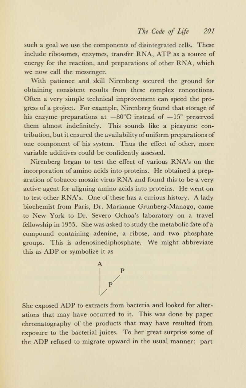 such a goal we use the components of disintegrated cells. These include ribosomes, enzymes, transfer RNA, ATP as a source of energy for the reaction, and preparations of other RNA, which we now call the messenger. With patience and skill Nirenberg secured the ground for obtaining consistent results from these complex concoctions. Often a very simple technical improvement can speed the pro gress of a project. For example, Nirenberg found that storage of his enzyme preparations at — 80°C instead of —15° preserved them almost indefinitely. This sounds like a picayune con tribution, but it ensured the availability of uniform preparations of one component of his system. Thus the effect of other, more variable additives could be confidently assessed. Nirenberg began to test the effect of various RNA's on the incorporation of amino acids into proteins. He obtained a prep aration of tobacco mosaic virus RNA and found this to be a very active agent for aligning amino acids into proteins. He went on to test other RNA's. One of these has a curious history. A lady biochemist from Paris, Dr. Marianne Grunberg-Manago, came to New York to Dr. Severo Ochoa's laboratory on a travel fellowship in 1955. She was asked to study the metabolic fate of a compound containing adenine, a ribose, and two phosphate groups. This is adenosinediphosphate. We might abbreviate this as ADP or symbolize it as A P She exposed ADP to extracts from bacteria and looked for alter ations that may have occurred to it. This was done by paper chromatography of the products that may have resulted from exposure to the bacterial juices. To her great surprise some of the ADP refused to migrate upward in the usual manner: part