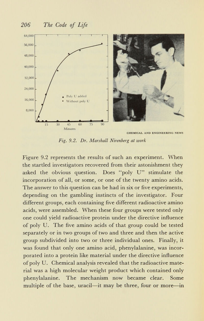 64,000 56,000 48,000 40,000 32,000 24,000 16,000 8,000 15 30 45 60 75 90 Minutes CHEMICAL AND ENGINEERING NEWS Fig. 9.2. Dr. Marshall Nirenberg at work a Poly U acldcd • Without poly U Figure 9.2 represents the results of such an experiment. When the startled investigators recovered from their astonishment they asked the obvious question. Does poly U stimulate the incorporation of all, or some, or one of the twenty amino acids. The answer to this question can be had in six or five experiments, depending on the gambling instincts of the investigator. Four different groups, each containing five different radioactive amino acids, were assembled. When these four groups were tested only one could yield radioactive protein under the directive influence of poly U. The five amino acids of that group could be tested separately or in two groups of two and three and then the active group subdivided into two or three individual ones. Finally, it was found that only one amino acid, phenylalanine, was incor porated into a protein like material under the directive influence of poly U. Chemical analysis revealed that the radioactive mate rial was a high molecular weight product which contained only phenylalanine. The mechanism now became clear. Some multiple of the base, uracil—it may be three, four or more—in