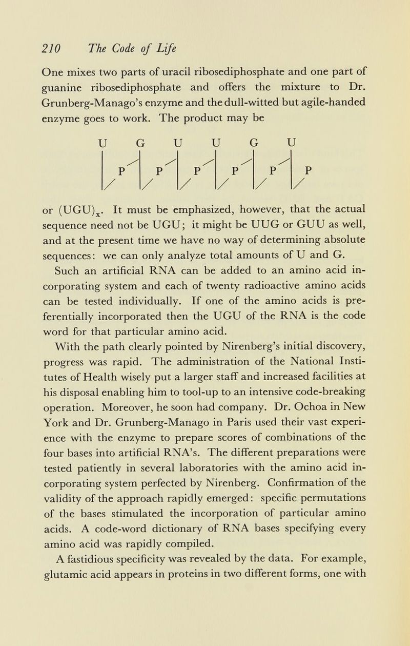 One mixes two parts of uracil ribosediphosphate and one part of guanine ribosediphosphate and offers the mixture to Dr. Grunberg-Manago's enzyme and the dull-witted but agile-handed enzyme goes to work. The product may be U G U u u or (UGU) X . It must be emphasized, however, that the actual sequence need not be UGU ; it might be UUG or GUU as well, and at the present time we have no way of determining absolute sequences: we can only analyze total amounts of U and G. Such an artificial RNA can be added to an amino acid in corporating system and each of twenty radioactive amino acids can be tested individually. If one of the amino acids is pre ferentially incorporated then the UGU of the RNA is the code word for that particular amino acid. With the path clearly pointed by Nirenberg's initial discovery, progress was rapid. The administration of the National Insti tutes of Health wisely put a larger staff and increased facilities at his disposal enabling him to tool-up to an intensive code-breaking operation. Moreover, he soon had company. Dr. Ochoa in New York and Dr. Grunberg-Manago in Paris used their vast experi ence with the enzyme to prepare scores of combinations of the four bases into artificial RNA's. The different preparations were tested patiently in several laboratories with the amino acid in corporating system perfected by Nirenberg. Confirmation of the validity of the approach rapidly emerged : specific permutations of the bases stimulated the incorporation of particular amino acids. A code-word dictionary of RNA bases specifying every amino acid was rapidly compiled. A fastidious specificity was revealed by the data. For example, glutamic acid appears in proteins in two different forms, one with