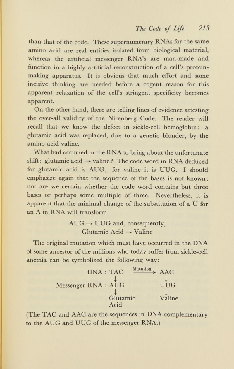 than that of the code. These supernumerary RNAs for the same amino acid are real entities isolated from biological material, whereas the artificial messenger RNA's are man-made and function in a highly artificial reconstruction of a cell's protein- making apparatus. It is obvious that much effort and some incisive thinking are needed before a cogent reason for this apparent relaxation of the cell's stringent specificity becomes apparent. On the other hand, there are telling lines of evidence attesting the over-all validity of the Nirenberg Code. The reader will recall that we know the defect in sickle-cell hemoglobin: a glutamic acid was replaced, due to a genetic blunder, by the amino acid valine. What had occurred in the RNA to bring about the unfortunate shift: glutamic acid —> valine ? The code word in RNA deduced for glutamic acid is AUG; for valine it is UUG. I should emphasize again that the sequence of the bases is not known; nor are we certain whether the code word contains but three bases or perhaps some multiple of three. Nevertheless, it is apparent that the minimal change of the substitution of a U for an A in RNA will transform AUG —> UUG and, consequently, Glutamic Acid —> Valine The original mutation which must have occurred in the DNA of some ancestor of the millions who today suffer from sickle-cell anemia can be symbolized the following way: DNA : TAC MutatioP > AAC 1 1 Messenger RNA : AUG UUG I I. Glutamic Valine Acid (The TAC and AAC are the sequences in DNA complementary to the AUG and UUG of the messenger RNA.)