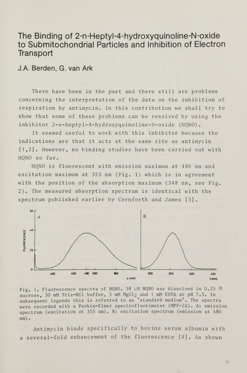 The Binding of 2-n-Heptyl-4-hydroxyquinoline-N-oxide to Submitochondrial Particles and Inhibition of Electron Transport J.A. Berden, G. van Ark There have been in the past and there still are problems concerning the interpretation of the data on the inhibition of respiration by antimycin. In this contribution we shall try to show that some of these problems can be resolved by using the inhibitor 2-n-heptyl-4-hydroxyquinoline-N-oxide (HQNO). It seemed useful to work with this inhibitor because the indications are that it acts at the same site as antimycin [1,2]. However, no binding studies have been carried out with HQNO so far. HQNO is fluorescent with emission maximum at 480 nm and excitation maximum at 355 nm (Fig. 1) which is in agreement with the position of the absorption maximum (348 nm, see Fig. 2). The measured absorption spectrum is identical with the spectrum published earlier by Cornforth and James [3]. Fig. 1. Fluorescence spectra of HQNO. 58 yM HQNO was dissolved in 0.25 M sucrose, 50 mM Tris-HCl buffer, 5 mM MgCl2 and 1 mM EDTA at pH 7.5. In subsequent legends this is referred to as 'standard medium'. The spectra were recorded with a Perkin-Elmer spectrofluorimeter (MPF-2A). A: emission spectrum (excitation at 355 nm). B: excitation spectrum (emission at 480 nm) . Antimycin binds specifically to bovine serum albumin with a several-fold enhancement of the fluorescence [4]. As shown