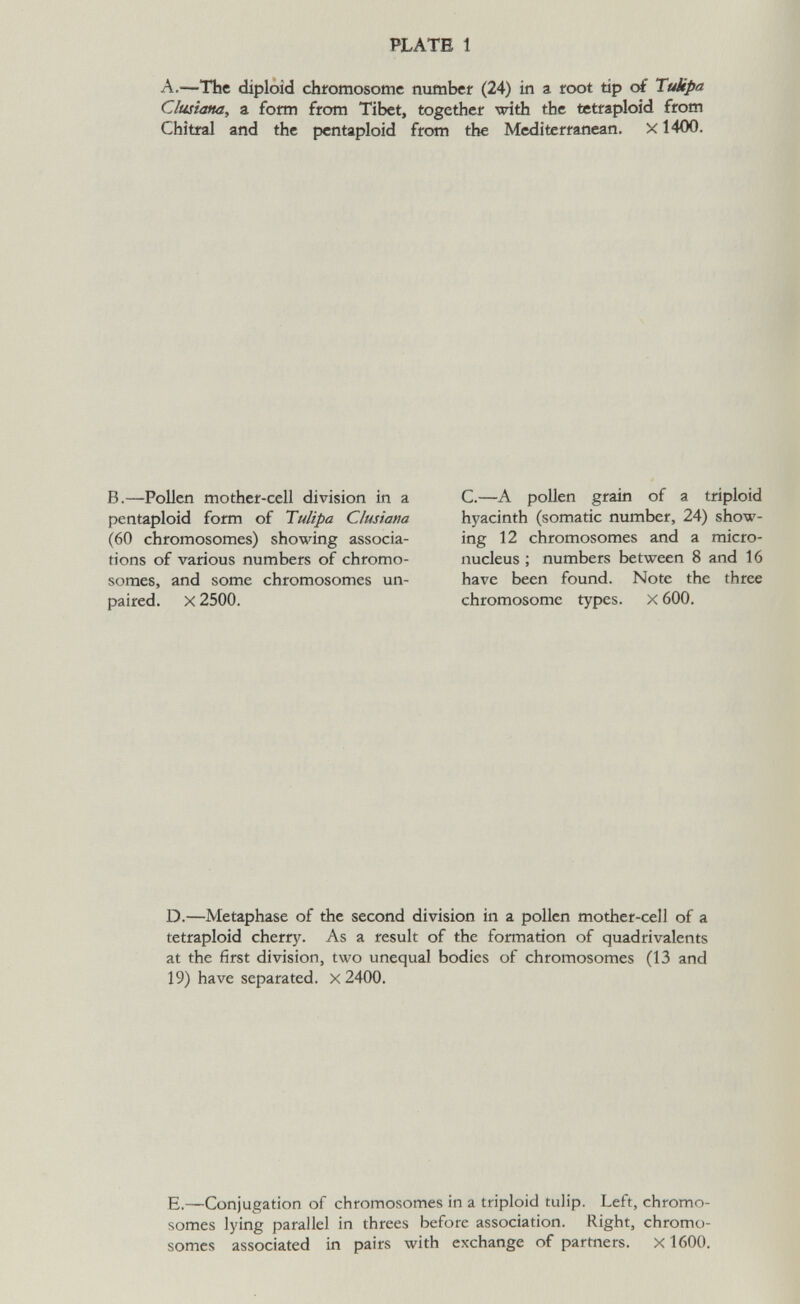 PLATE 1 A.—The diploid chromosome number (24) in a root tip ot lubpa Clusiatta, a forni from Tibet, together with the tetraploid from Chitral and the pentaploid from the Mediterranean. X1400. D.—Metaphase of the second division in a pollen mother-cell of a tetraploid cherry. As a result of the formation of quadrivalents at the first division, two unequal bodies of chromosomes (13 and 19) have separated. X 2400. E.—Conjugation of chromosomes in a triploid tulip. Left, chromo¬ somes lying parallel in threes before association. Right, chromo¬ somes associated in pairs with exchange of partners. X1600. B.—Pollen mother-cell division in a pentaploid form of Tulipa Clusiatta (60 chromosomes) showing associa¬ tions of various numbers of chromo¬ somes, and some chromosomes un¬ paired. X 2500. C.—A pollen grain of a triploid hyacinth (somatic number, 24) show¬ ing 12 chromosomes and a micro- nucleus ; numbers between 8 and 16 have been found. Note the three chromosome types. X 600.