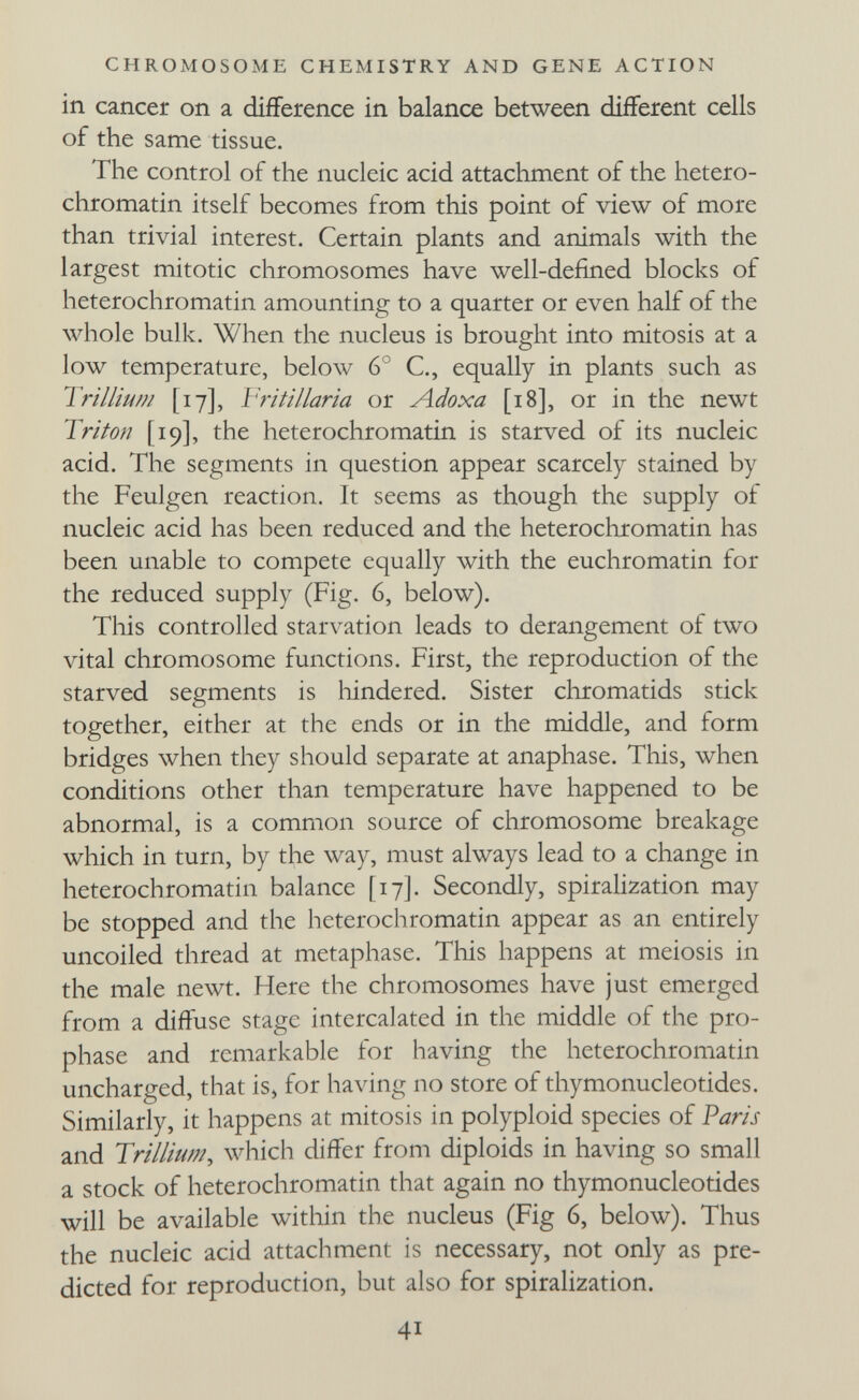 CHROMOSOiME CHEMISTRY AND GENE ACTION in cancer on a difference in balance between different cells of the same tissue. The control of the nucleic acid attachment of the hetero- chromatin itself becomes from this point of view of more than trivial interest. Certain plants and animals with the largest mitotic chromosomes have well-defined blocks of heterochromatin amounting to a quarter or even half of the whole bulk. When the nucleus is brought into mitosis at a low temperature, below 6° C., equally in plants such as Trillium [17], Vritillaria or Adoxa [18], or in the newt Triton [19], the heterochromatin is starved of its nucleic acid. The segments in question appear scarcely stained by the Feulgen reaction. It seems as though the supply of nucleic acid has been reduced and the heterocliromatin has been unable to compete equally with the euchromatin for the reduced supply (Fig. 6, below). This controlled starvation leads to derangement of two vital chromosome functions. First, the reproduction of the starved segments is liindered. Sister chromatids stick together, either at the ends or in the middle, and form bridges when they should separate at anaphase. This, when conditions other than temperature have happened to be abnormal, is a common source of chromosome breakage which in turn, by the way, must always lead to a change in heterochromatin balance [17]. Secondly, spiralization may be stopped and the heterochromatin appear as an entirely uncoiled thread at metaphase. This happens at meiosis in the male newt. Here the chromosomes have just emerged from a diffuse stage intercalated in the middle of the pro¬ phase and remarkable for having the heterochromatin uncharged, that is, for having no store of thymonucleotides. Similarly, it happens at mitosis in polyploid species of Paris and Trillium^ which differ from diploids in having so small a stock of heterochromatin that again no thymonucleotides will be available within the nucleus (Fig 6, below). Thus the nucleic acid attachment is necessary, not only as pre¬ dicted for reproduction, but also for spiralization. 41