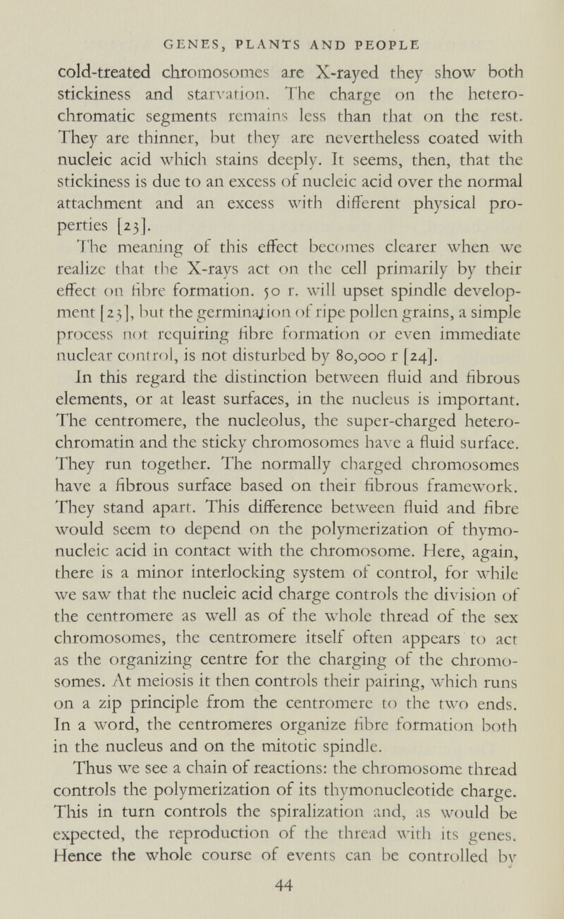 GENES, PLANTS AND PEOPLE cold-tfeated chromosomes are X-rayed they show both stickiness and star\'ation. The charge on the hetero- chromatic segments remains less than that on the rest. They are thinner, but they are nevertheless coated with nucleic acid which stains deeply. It seems, then, that the sticldness is due to an excess of nucleic acid over the normal attachment and an excess with different physical pro¬ perties [23]. The meaning of this effect becomes clearer when we realize that the X-rays act on the cell primarily by their effect on hbre formation. 50 r. will upset spindle develop¬ ment [23], but the germinaiion of ripe pollen grains, a simple process not requiring hbre formation or even immediate nuclear control, is not disturbed by 80,000 r [24]. In this regard the distinction bet\veen fluid and fibrous elements, or at least surfaces, in the nucleus is important. The centromere, the nucleolus, the super-charged hetero- chromatin and the sticky chromosomes have a fluid surface. They run together. The normally charged chromosomes have a fibrous surface based on their fibrous framework. They stand apart. This difference between fluid and fibre would seem to depend on the polymerization of thymo- nucleic acid in contact with the chromosome. Here, again, there is a minor interlocldng system of control, for while we saw that the nucleic acid charge controls the division of the centromere as well as of the whole thread of the sex chromosomes, the centromere itself often appears to act as the organizing centre for the charging of the chromo¬ somes. At meiosis it then controls their pairing, which runs on a zip principle from the centromere to the two ends. In a word, the centromeres organize fibre formation both in the nucleus and on the mitotic spindle. Thus we see a chain of reactions: the chromosome thread controls the polymerization of its thymonucleotide charge. This in turn controls the spiralization and, as would be expected, the reproduction of the thread with its genes. Hence the whole course of events can be controlled by 44
