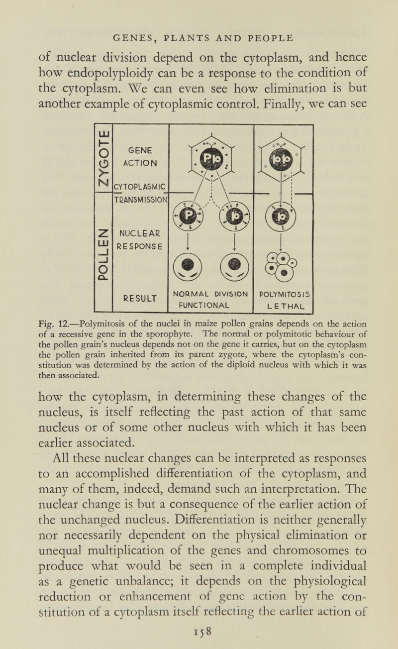 GENES, PLANTS AND PEOPLE of nuclear division depend on the cytoplasm, and hence how endopolyploidy can be a response to the condition of the cytoplasm. We can even see how elimination is but another example of cytoplasmic control. Finally, we can see Ш K O N Z Ш о ex. GENE ACTION CYTOPLASMIC TBANSMIS5I0Ñ NUCLEAR RESPONSE RESULT POLYMITOSI5 LETHAL Fig. 12.—Polymitosis of the nuclei in maize pollen grains depends on the action of a recessive gene in the sporophyte. The normal or polymitotic behaviour of the pollen grain's nucleus depends not on the gene it carries, but on the cytoplasm the pollen grain inherited from its parent zygote, where the cytoplasm's con¬ stitution was determined by the action of the diploid nucleus with which it was then associated. how the cytoplasm, in determining these changes of the nucleus, is itself reflecting the past action of that same nucleus or of some other nucleus with which it has been earlier associated. All these nuclear changes can be interpreted as responses to an accomplished differentiation of the cytoplasm, and many of them, indeed, demand such an interpretation. The nuclear change is but a consequence of the earlier action of the unchanged nucleus. Differentiation is neither generally nor necessarily dependent on the physical elimination or unequal multiplication of the genes and chromosomes to produce what would be seen in a complete individual as a genetic unbalance; it depends on the physiological reduction or enhancement of gene action by the con¬ stitution of a cytoplasm itself reflecting the earlier action of 158