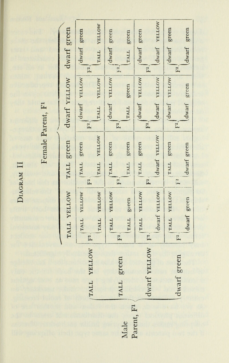 Diagram II Female Parent, F 1 /TALL Male Parent, F 1 TALL I J \ YELLOW green dwarf YELLOW \ dwarf green TALL YELLOW TALL green dwarf YELLOW dwarf green / TALL YELLOW (TALL green dwarf YELLOW dwarf green F 2 j F 2 p '2 r 1 F 2 - (tall YELLOW { TALL YELLOW .TALL YELLOW .TALL YELLOW i TALL YELLOW /'TALL green dwarf YELLOW dwarf green F 2 -; JT 2 J F2 1 1 TALL green ^ TALL green ^TALL green .TALL green (TALL YELLOW [ TALL green dwarf YELLOW dwarf green F 2 F 2 -j F 2 J 1 F 2 - 1 dwarf YELLOW (dwarf YELLOW I .dwarf YELLOW .dwarf YELLOW / TALL YELLOW / TALL green dwarf YELLOW dwarf green F“ | F 2 t ?2 b 1 F 2 ( dwarf green 1 dwarf green „ dwarf green i .dwarf green I