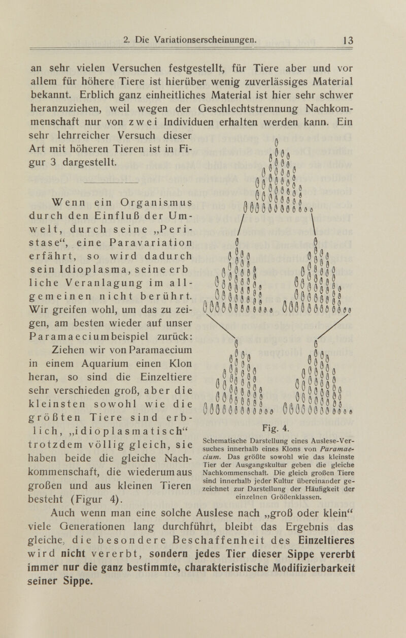2. Die Variationserscheinungen. 13 an sehr vielen Versuchen festgestellt, für Tiere aber und vor allem für höhere Tiere ist hierüber wenig zuverlässiges Material bekannt. Erblich ganz einheitliches Material ist hier sehr schwer heranzuziehen, weil wegen der Qeschlechtstrennung Nachkom¬ menschaft nur von zwei Individuen erhalten werden kann. Ein sehr lehrreicher Versuch dieser l\ Art mit höheren Tieren ist in Fi¬ gur 3 dargestellt. л § ö 5 ü л л Д J®« « 8 ö ö ß ö О ö \ i Jôôôôôôôo 66 Wenn ein Organismus durch den Einfluß der Um¬ welt, durch seine ,,Peri¬ st ase, eine Paravariation erfährt, so wird dadurch sein Idioplasma, seine erb liehe Veranlagung im all¬ gemeinen nicht berührt. Wir greifen wohl, um das zu zei¬ gen, am besten wieder auf unser Parama eciumbeispiel zurück: Ziehen wir von Paramaecium in einem Aquarium einen Klon heran, so sind die Einzeltiere sehr verschieden groß, aber die kleinsten sowohl wie die größten Tiere sind erb¬ lich, „i d i о p 1 a s m a t i s ch trotzdem völlig gleich, sie haben beide die gleiche Nach¬ kommenschaft, die wiederum aus großen und aus kleinen Tieren besteht (Figur 4). Auch wenn man eine solche Auslese nach „groß oder klein viele Generationen lang durchführt, bleibt das Ergebnis das gleiche, die besondere Beschaffenheit des Einzeltieres wird nicht vererbt, sondern jedes Tier dieser Sippe vererbt immer nur die ganz bestimmte, charakteristische Modifizierbarkeit seiner Sippe. oisHllL Fig. 4. Schematische Darstellung eines Auslese-Ver¬ suches innerhalb eines Kloos von Paramae¬ cium. Das größte sowohl wie das kleinste Tier der Ausgangskultur geben die gleiche Nachkommenschaft. Die gleich großen Tiere sind innerhalb jeder Kultur übereinander ge¬ zeichnet zur Darstellung der Häufigkeit der einzelnen Größenklassen.