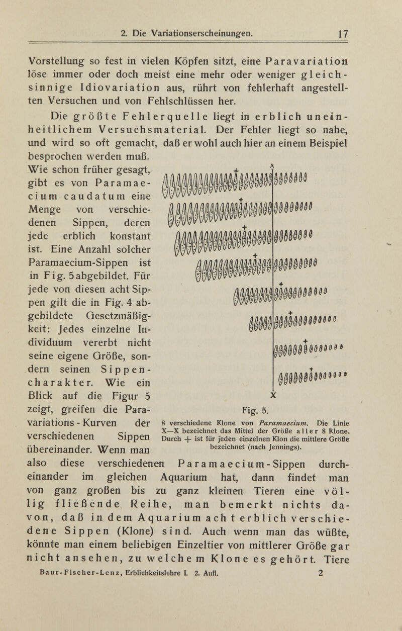 2. Die Variationserscheinungen. 17 Vorstellung so fest in vielen Köpfen sitzt, eine Parava ri ation löse immer oder doch meist eine mehr oder weniger gleich¬ sinnige Idiova ri ation aus, rührt von fehlerhaft angestell¬ ten Versuchen und von Fehlschlüssen her. Die größte Fehlerquelle liegt in erblich unein¬ heitlichem Versuchsmaterial. Der Fehler liegt so nahe, und wird so oft gemacht, daß er wohl auch hier an einem Beispiel besprochen werden muß. Wie schon früher gesagt. gibt es von Paramae- cium caudatum eine Menge von verschie¬ denen Sippen, deren jede erblich konstant ist. Eine Anzahl solcher Paramaecium-Sippen ist in Fig. 5abgebildet. Für jede von diesen acht Sip¬ pen gilt die in Fig. 4 ab¬ gebildete Gesetzmäßig¬ keit: Jedes einzelne In¬ dividuum vererbt nicht seine eigene Größe, son¬ dern seinen Sippen- charakter. Wie ein Blick auf die Figur 5 zeigt, greifen die Para- variations - Kurven der verschiedenen Sippen übereinander. Wenn man also diese verschiedenen Paramaecium-Sippen durch¬ einander im gleichen Aquarium hat, dann findet man von ganz großen bis zu ganz kleinen Tieren eine völ¬ lig fließende Reihe, man bemerkt nichts da¬ von, daß in dem Aquarium acht erblich V er sc h ie- dene Sippen (Klone) sind. Auch wenn man das wüßte, könnte man einem beliebigen Einzeltier von mittlerer Größe gar nicht ansehen, zu welchem Klone es gehört. Tiere Baur-Fiscber-Lenz, Erblichkeitslehre I, 2. Aufl. 2 909» Fig. 5. 8 verschiedene Klone von Paramaecium. Die Linie X—X bezeichnet das Mittel der Größe aller 8 Klone. Durch -|- ist für jeden einzelnen Klon die mittlere Größe bezeichnet (nach Jennings).