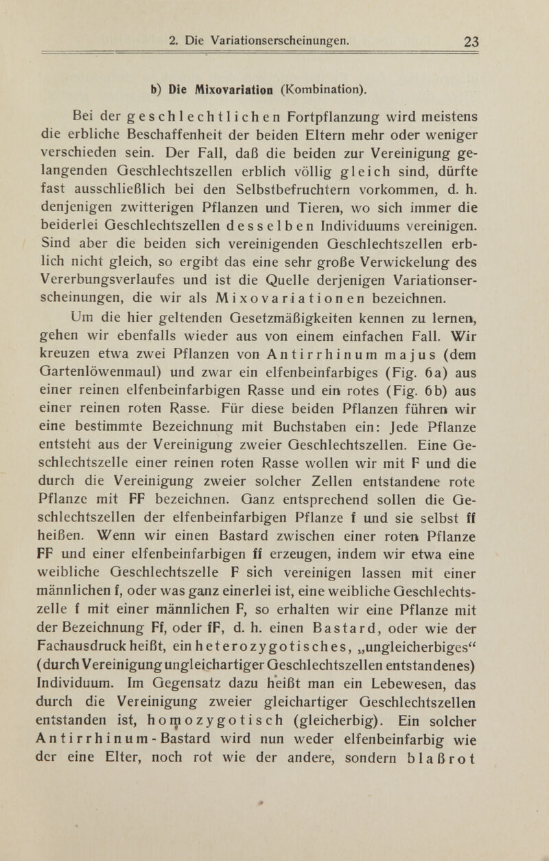 2. Die Variationserscheinungen. 23 b) Die Mixovariation (Kombination). Bei der geschlechtlichen Fortpflanzung wird meistens die erbliche Beschaffenheit der beiden Eltern mehr oder weniger verschieden sein. Der Fall, daß die beiden zur Vereinigung ge¬ langenden Geschlechtszellen erblich völlig gleich sind, dürfte fast ausschließlich bei den Selbstbefruchtern vorkommen, d. h, denjenigen zwitterigen Pflanzen und Tieren, wo sich immer die beiderlei Oeschlechtszellen desselben Individuums vereinigen. Sind aber die beiden sich vereinigenden Geschlechtszellen erb¬ lich nicht gleich, so ergibt das eine sehr große Verwickelung des Vererbungsverlaufes und ist die Quelle derjenigen Variationser¬ scheinungen, die wir als Mixovariationen bezeichnen. Um die hier geltenden Gesetzmäßigkeiten kennen zu lernen, gehen wir ebenfalls wieder aus von einem einfachen Fall. Wir kreuzen etwa zwei Pflanzen von Antirrhinum majus (dem Gartenlöwenmaul) und zwar ein elfenbeinfarbiges (Fig. 6a) aus einer reinen elfenbeinfarbigen Rasse und ein rotes (Fig. 6b) aus einer reinen roten Rasse. Für diese beiden Pflanzen führen wir eine bestimmte Bezeichnung mit Buchstaben ein: Jede Pflanze entsteht aus der Vereinigung zweier Geschlechtszellen. Eine Ge¬ schlechtszelle einer reinen roten Rasse wollen wir mit F und die durch die Vereinigung zweier solcher Zellen entstandene rote Pflanze mit FF bezeichnen. Ganz entsprechend sollen die Ge¬ schlechtszellen der elfenbeinfarbigen Pflanze f und sie selbst ff heißen. Wenn wir einen Bastard zwischen einer roten Pflanze FF und einer elfenbeinfarbigen ff erzeugen, indem wir etwa eine weibliche Geschlechtszelle F sich vereinigen lassen mit einer männlichen f, oder was ganz einerlei ist, eine weibliche Geschlechts¬ zelle f mit einer männlichen F, so erhalten wir eine Pflanze mit der Bezeichnung Ff, oder fF, d. h. einen Bastard, oder wie der Fachausdruck heißt, einheterozygotisches, „ungleicherbiges (durch Vereinigungungleichartiger Geschlechtszellen entstandenes) Individuum. Im Gegensatz dazu heißt man ein Lebewesen, das durch die Vereinigung zweier gleichartiger Geschlechtszellen entstanden ist, horaozygotisch (gleicherbig). Ein solcher Antirrhinum - Bastard wird nun weder elfenbeinfarbig wie der eine Elter, noch rot wie der andere, sondern blaßrot