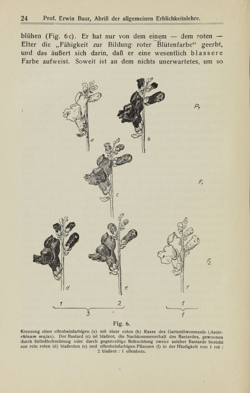 24 Prof. Erwin Baur, Abriß der allgemeinen Erblichkeitslehre. blühen (Fig. 6c). Er hat nur von dem einem — dem roten — Elter die „Fähigkeit zur Bildung roter Blütenfarbe geerbt, und das äußert sich darin, daß er eine wesentlich blassere Farbe aufweist. Soweit ist an dem nichts unerwartetes, um so V ^\, 3 • 1 Fig. 6. Kreuzung einer elfenbeinfarbigen (a) mit einer roten (b) Rasse des Gartenlöwenmauls {Antir¬ rhinum majus). Der Bastard (c) ist blaßrot, die Nachkommenschaft des Bastardes, gewonnen durch Selbstbefruchtung oder durch gegenseitige Befruchtung zweier solcher Bastarde besteht aus rein roten (d) blaßroten (e) und elfenbeinfarbigen Pflanzen (f) in der Häufigkeit von 1 rot : 2 blaßrot : 1 elfenbein.