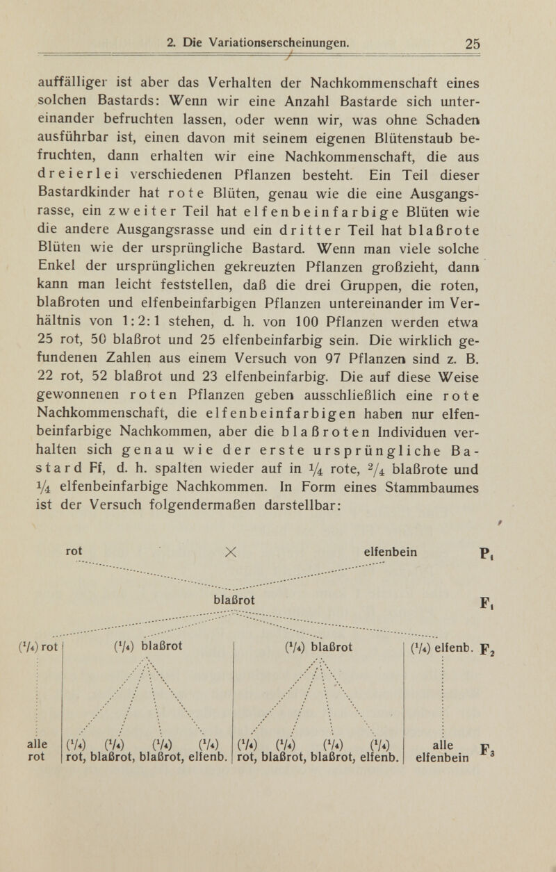 2. Die Variationserscheinungen. 25 auffälliger ist aber das Verhalten der Nachkommenschaft eines solchen Bastards: Wenn wir eine Anzahl Bastarde sich unter¬ einander befruchten lassen, oder wenn wir, was ohne Schaden ausführbar ist, einen davon mit seinem eigenen Blütenstaub be¬ fruchten, dann erhalten wir eine Nachkommenschaft, die aus dreierlei verschiedenen Pflanzen besteht. Ein Teil dieser Bastardkinder hat rote Blüten, genau wie die eine Ausgangs¬ rasse, ein zweiter Teil hat elfenbeinfarbige Blüten wie die andere Ausgangsrasse und ein dritter Teil hat blaßrote Blüten wie der ursprüngliche Bastard. Wenn man viele solche Enkel der ursprünglichen gekreuzten Pflanzen großzieht, dann kann man leicht feststellen, daß die drei Gruppen, die roten, blaßroten und elfenbeinfarbigen Pflanzen untereinander im Ver¬ hältnis von 1:2:1 stehen, d. h. von 100 Pflanzen werden etwa 25 rot, 50 blaßrot und 25 elfenbeinfarbig sein. Die wirklich ge¬ fundenen Zahlen aus einem Versuch von 97 Pflanzen sind z. B. 22 rot, 52 blaßrot und 23 elfenbeinfarbig. Die auf diese Weise gewonnenen roten Pflanzen geben ausschließlich eine rote Nachkommenschaft, die elfenbeinfarbigen haben nur elfen¬ beinfarbige Nachkommen, aber die blaßroten Individuen ver¬ halten sich genau wie der erste ursprüngliche Ba¬ stard Ff, d. h. spalten wieder auf in 1/4 rote, blaßrote und 1/4 elfenbeinfarbige Nachkommen. In Form eines Stammbaumes ist der Versuch folgendermaßen darstellbar: rot X elfenbein blaßrot P, F. (4*) rot alle rot (V*) blaßrot (v.) (V4) (vo m rot, blaßrot, blaßrot, elfenb. (V«) blaßrot (Vi) (V.) (V.) (Vi) rot, blaßrot, blaßrot, elfenb. (Vi) elfenb. F alle elfenbein Fa