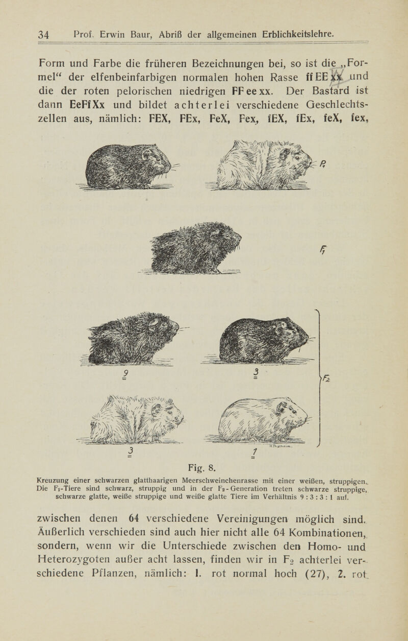 34 Prof, Erwin Baur, Abriß der allgemeinen Erblichkeitslehre. Form und Farbe die früheren Bezeichnungen bei, so ist die „For¬ mel der elfenbeinfarbigen normalen hohen Rasse ff EE und die der roten pelorischen niedrigen FF ее xx. Der Bastard ist dann EeFfXx und bildet achterlei verschiedene Geschlechts¬ zellen aus, nämlich: FEX, FEx, FeX, Fex, fEX, fEx, feX, fex, >r Fig. 8. Kreuzung einer schwarzen glatthaarigen Meerschweinchenrasse mit einer weißen, struppigen^ Die Fi-Tiere sind schwarz, struppig und in der Fa-Generation treten schwarze struppige, schwarze glatte, weiße struppige und weiße glatte Tiere im Verhältnis 9:3:3:1 auf. zwischen denen 64 verschiedene Vereinigungen möglich sind. Äußerlich verschieden sind auch hier nicht alle 64 Kombinationen, sondern, wenn wir die Unterschiede zwischen den Homo- und Heterozygoten außer acht lassen, finden wir in F2 achterlei ver¬ schiedene Pflanzen, nämlich: 1. rot normal hoch (27), 2. rot