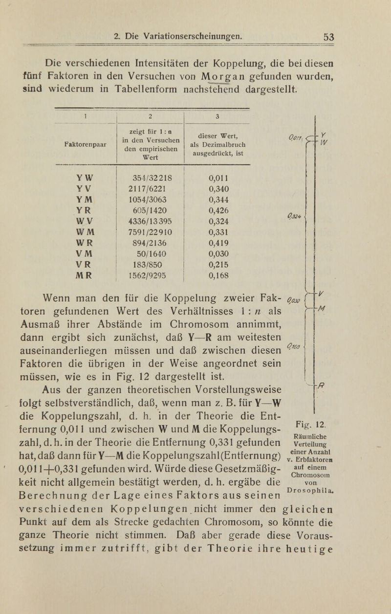 y 2. Die Variationserscheinungen. 53 Die verschiedenen Intensitäten der Koppelung, die bei diesen fünf Faktoren in den Versuchen von Morgan gefunden wurden, sind wiederum in Tabellenform nachstehend dargestellt. dieser Wert, als Dezimalbruch ausgedrückt, ist Oû/f, 0,011 0,340 0,344 0,426 0,324 0,331 0,419 0,030 0,215 0,168 О^азо От С Y W i/ \-М Wenn man den für die Koppelung zweier Fak¬ toren gefundenen Wert des Verhältnisses \\ n als Ausmaß ihrer Abstände im Chromosom annimmt, dann ergibt sich zunächst, daß Y—R am weitesten auseinanderliegen müssen und daß zwischen diesen Faktoren die übrigen in der Weise angeordnet sein müssen, wie es in Fig. 12 dargestellt ist. Aus der ganzen theoretischen Vorstellungsweise folgt selbstverständlich, daß, wenn man z. B. fürY—W die Koppelungszahl, d. h. in der Theorie die Ent¬ fernung 0,011 und zwischen W und M die Koppelungs¬ zahl, d.h. in der Theorie die Entfernung 0,331 gefunden hat, daß dann für Y—M die Koppelungszahl(Entfernung) 0^011-f-0,331 gefunden wird. Würde diese Gesetzmäßig¬ keit nicht allgemein bestätigt werden^ d. h. ergäbe die Berechnung der Lage eines Faktors aus seinen verschiedenen Koppelungen nicht immer den gleichen Punkt auf dem als Strecke gedachten Chromosom, so könnte die ganze Theorie nicht stimmen. Daß aber gerade diese Voraus¬ setzung immer zutrifft, gibt der Theorie ihre heutige Fig. 12. Räumliche Verteilung einer Anzahl V. Erbfaktoren auf einem Chromosom von Drosophila.